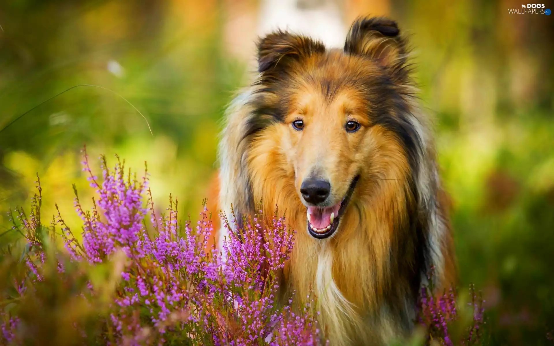 dog, Collie, heather, Scottish Shepherd