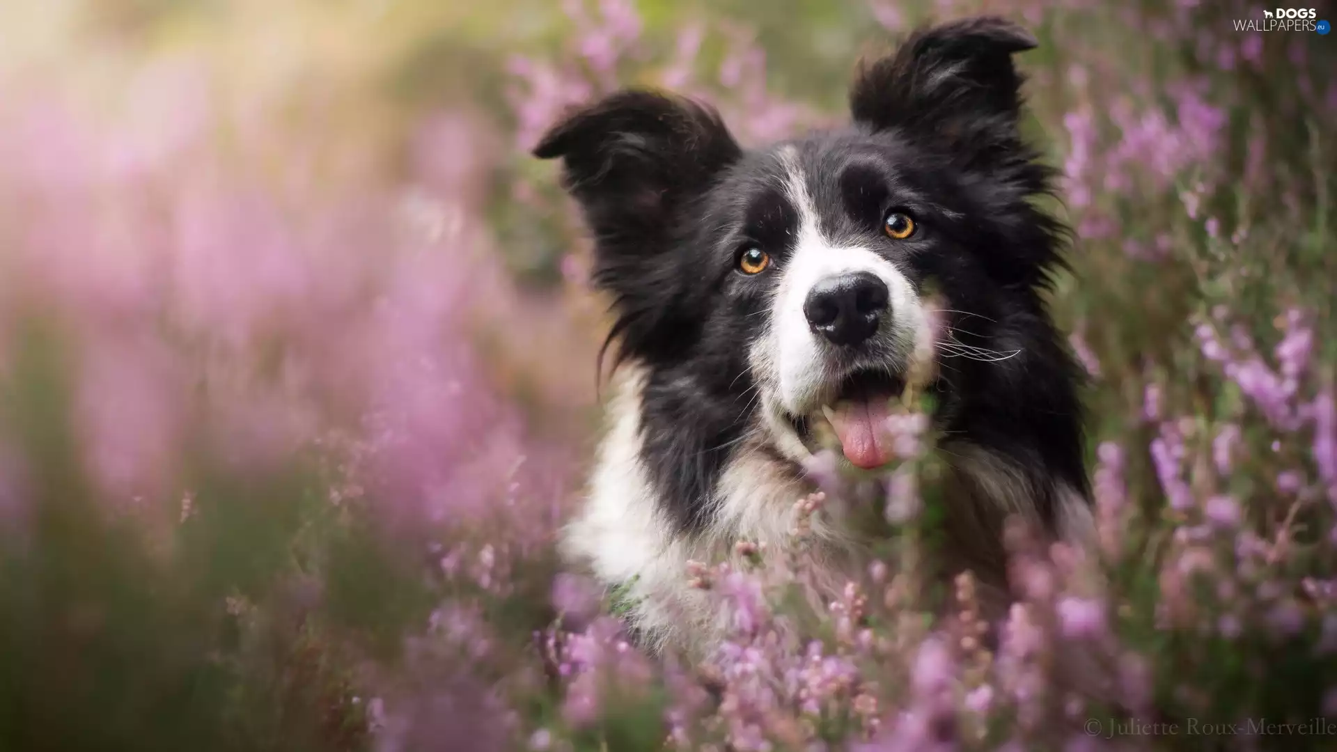 heathers, dog, Border Collie