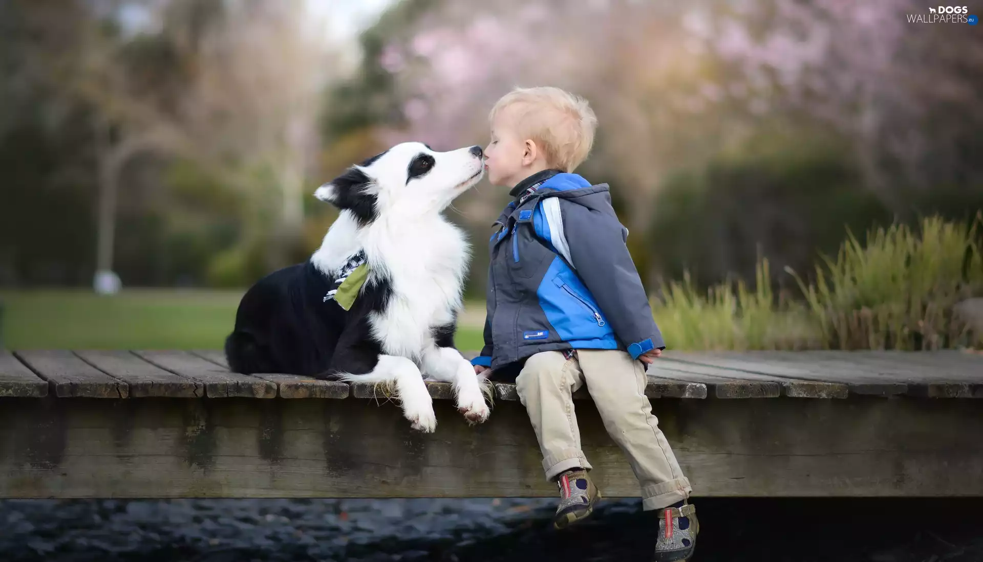 Border Collie, kiss, footbridge, Kid