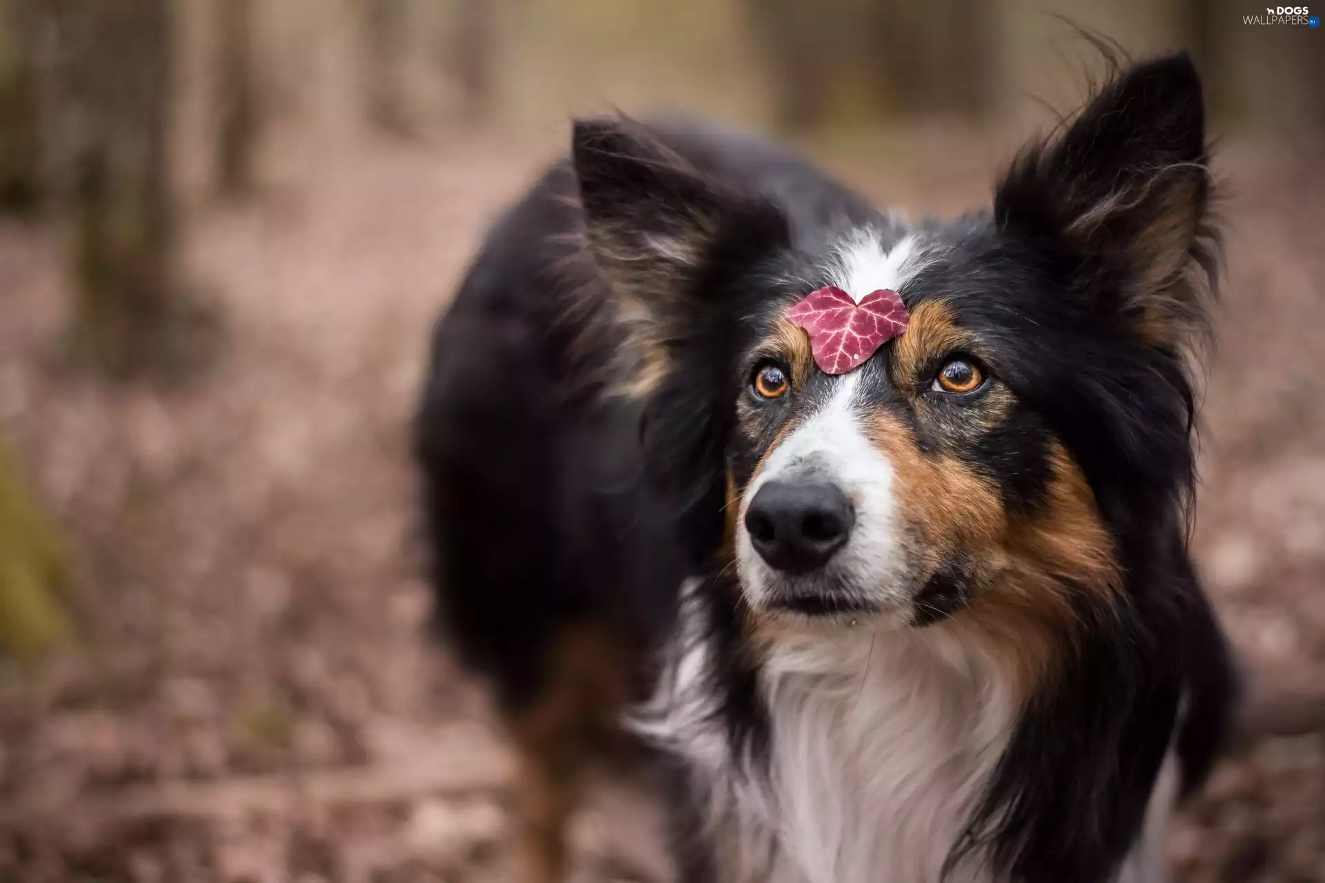 leaf, dog, Border Collie