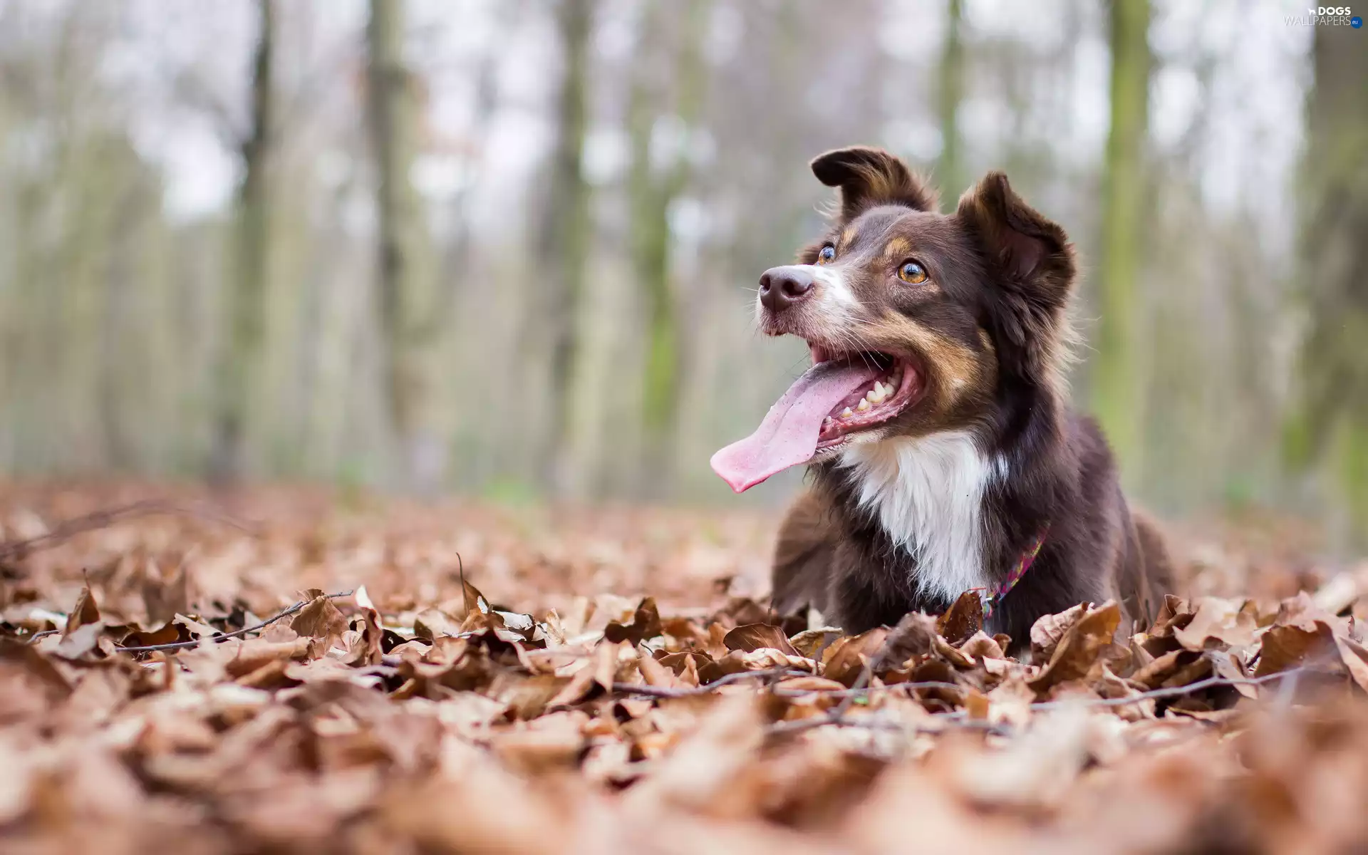 Leaf, dog, Border Collie