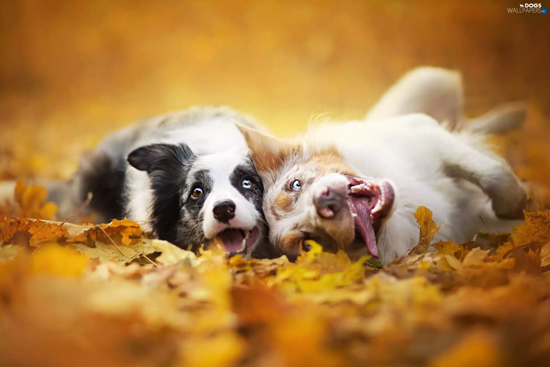 Leaf, Dogs, Border Collie