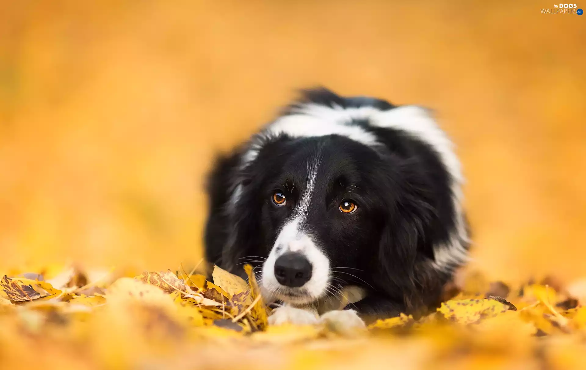 Leaf, lying, Border Collie