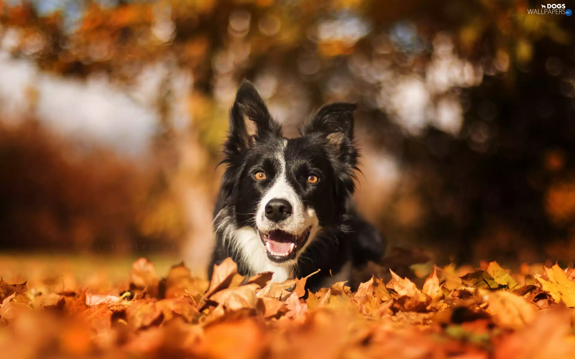 Border Collie, Leaf, Bokeh, dry