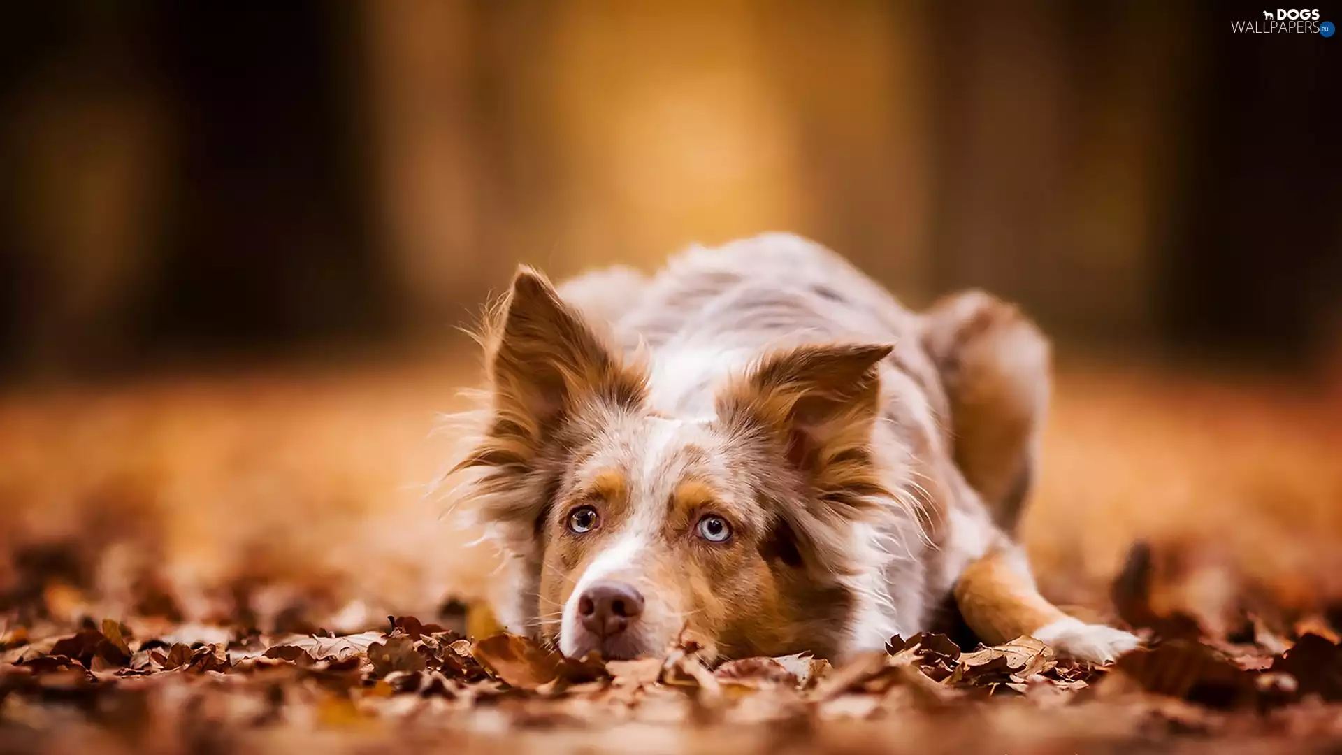 litter, Brown, Border Collie