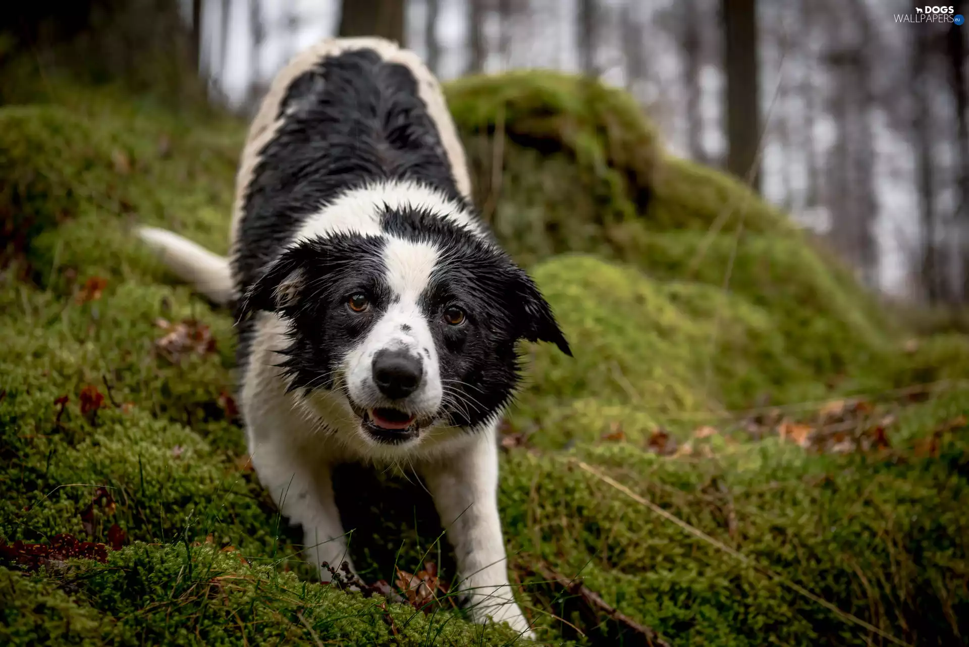 litter, Wet, Border Collie