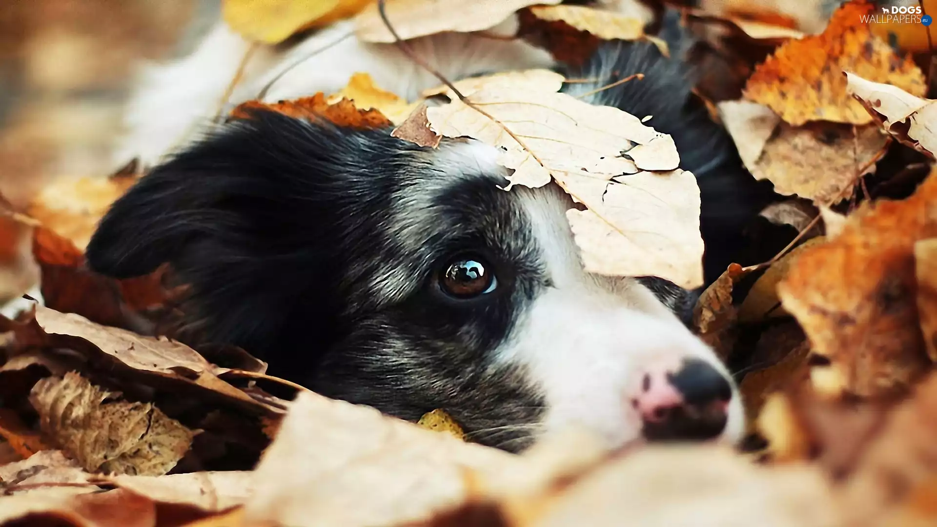 doggy, Leaf, Border Collie, The look