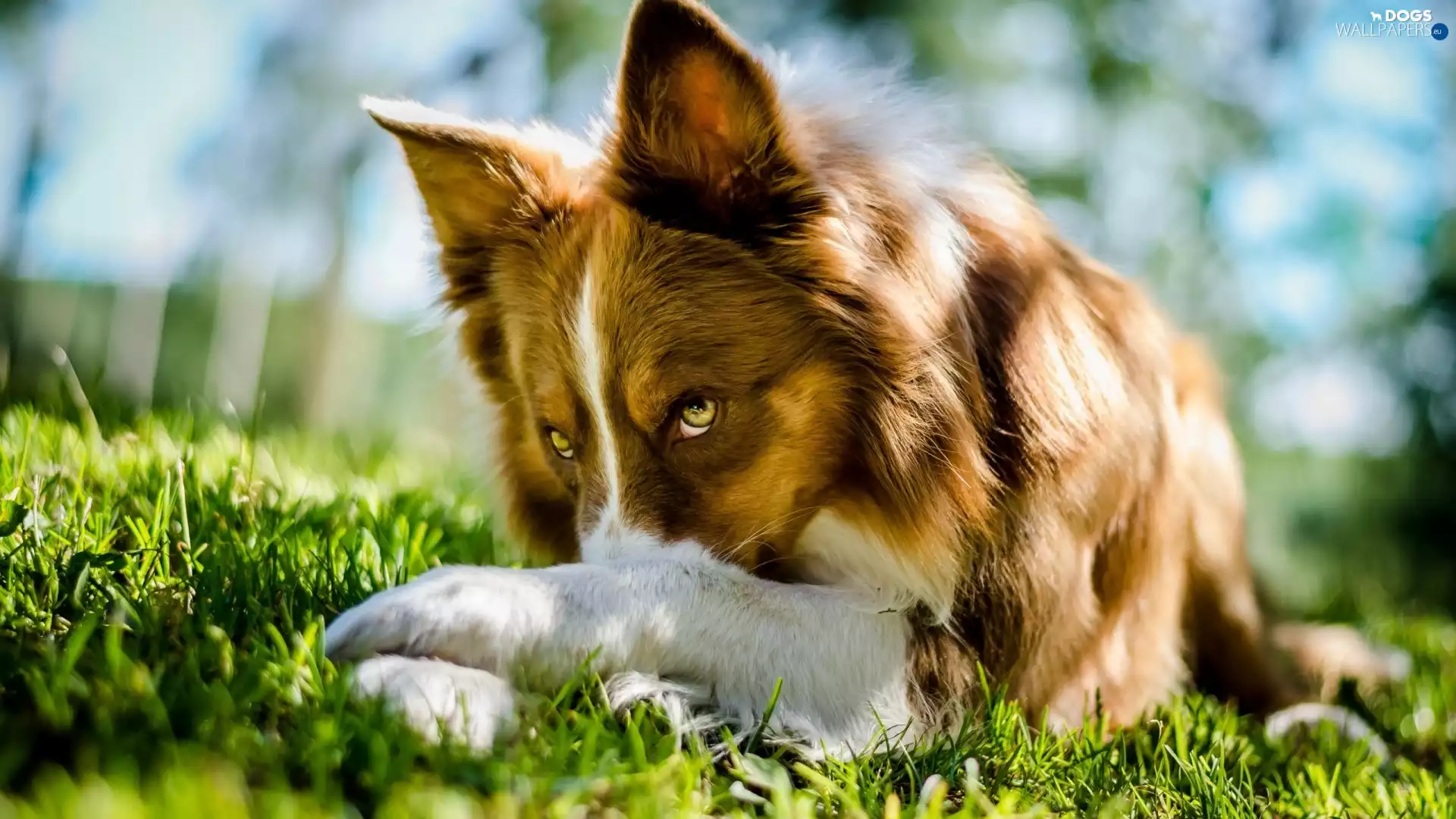 Meadow, dog, Border Collie
