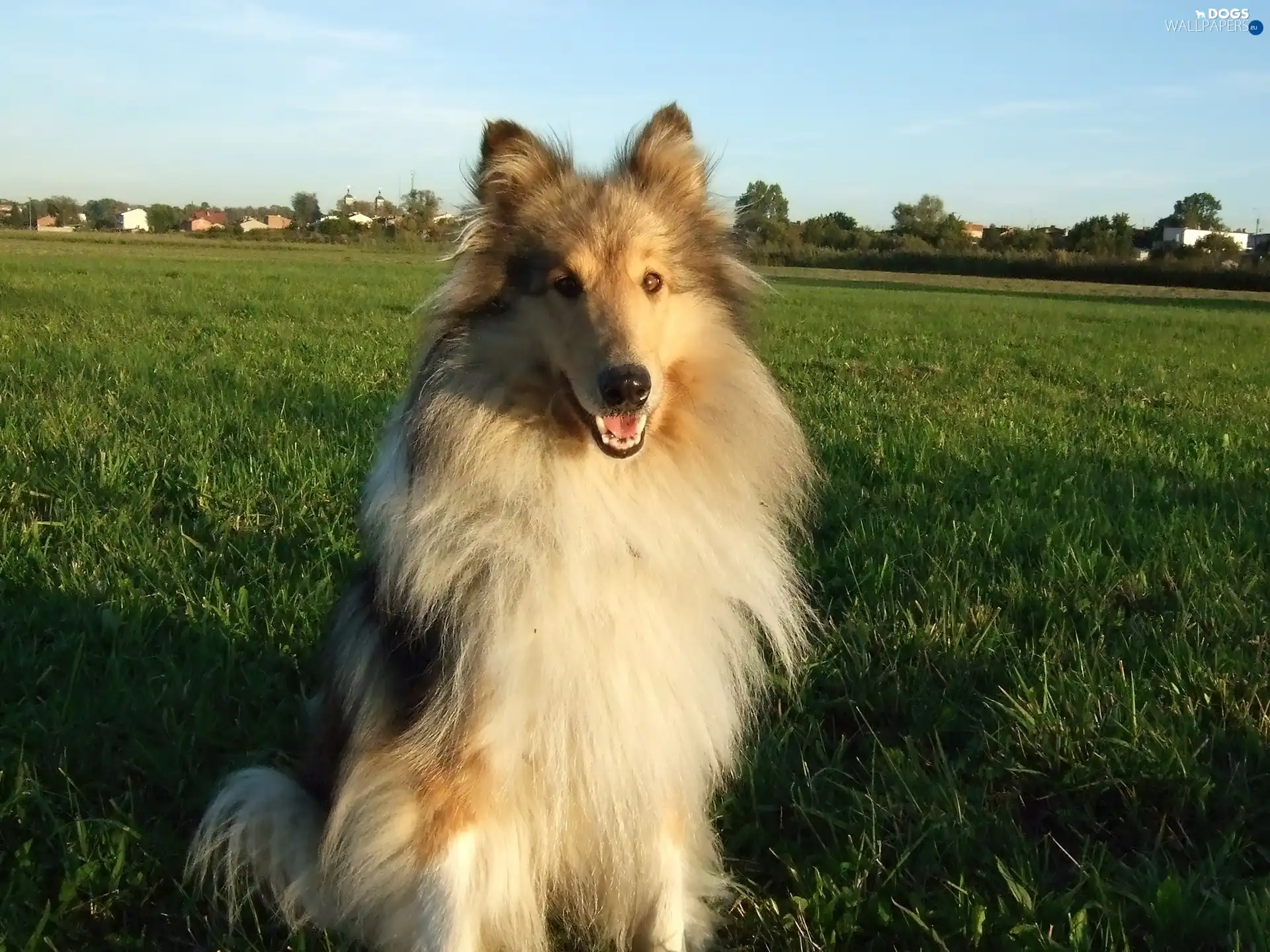 Collie rough, Meadow, sitter