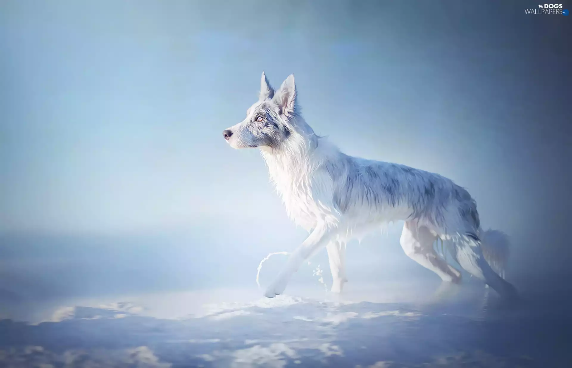 Border Collie, Merle, snow, coat