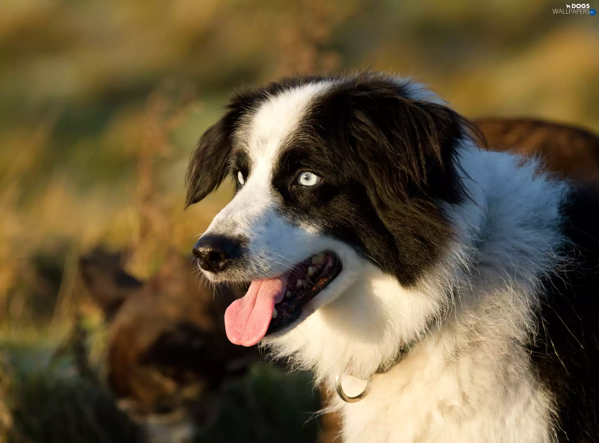 Border Collie, mouth, Tounge, Head