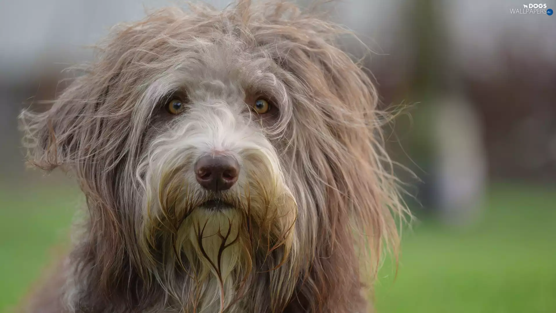 muzzle, Hairy, Bearded collie