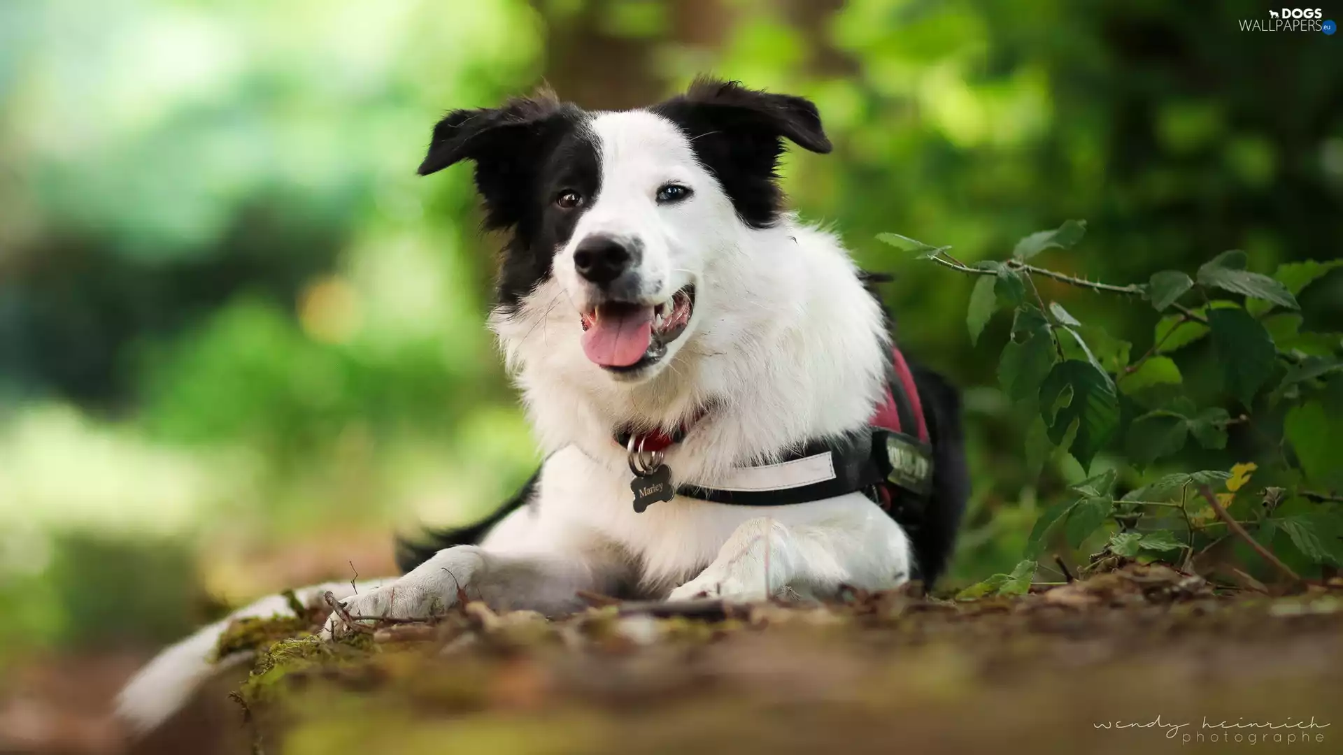 muzzle, dog, Border Collie