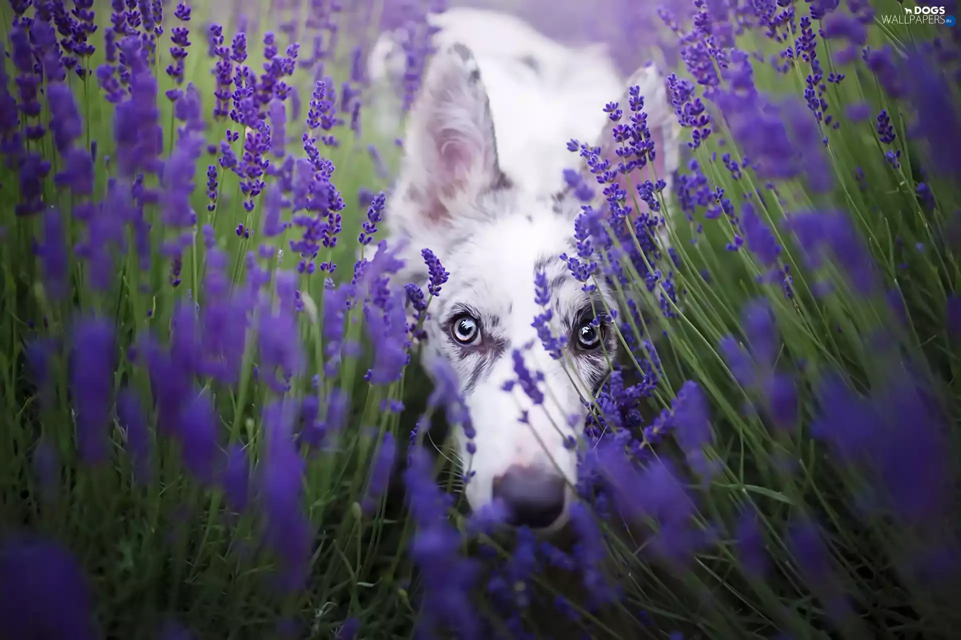 Border Collie, Narrow-Leaf Lavender