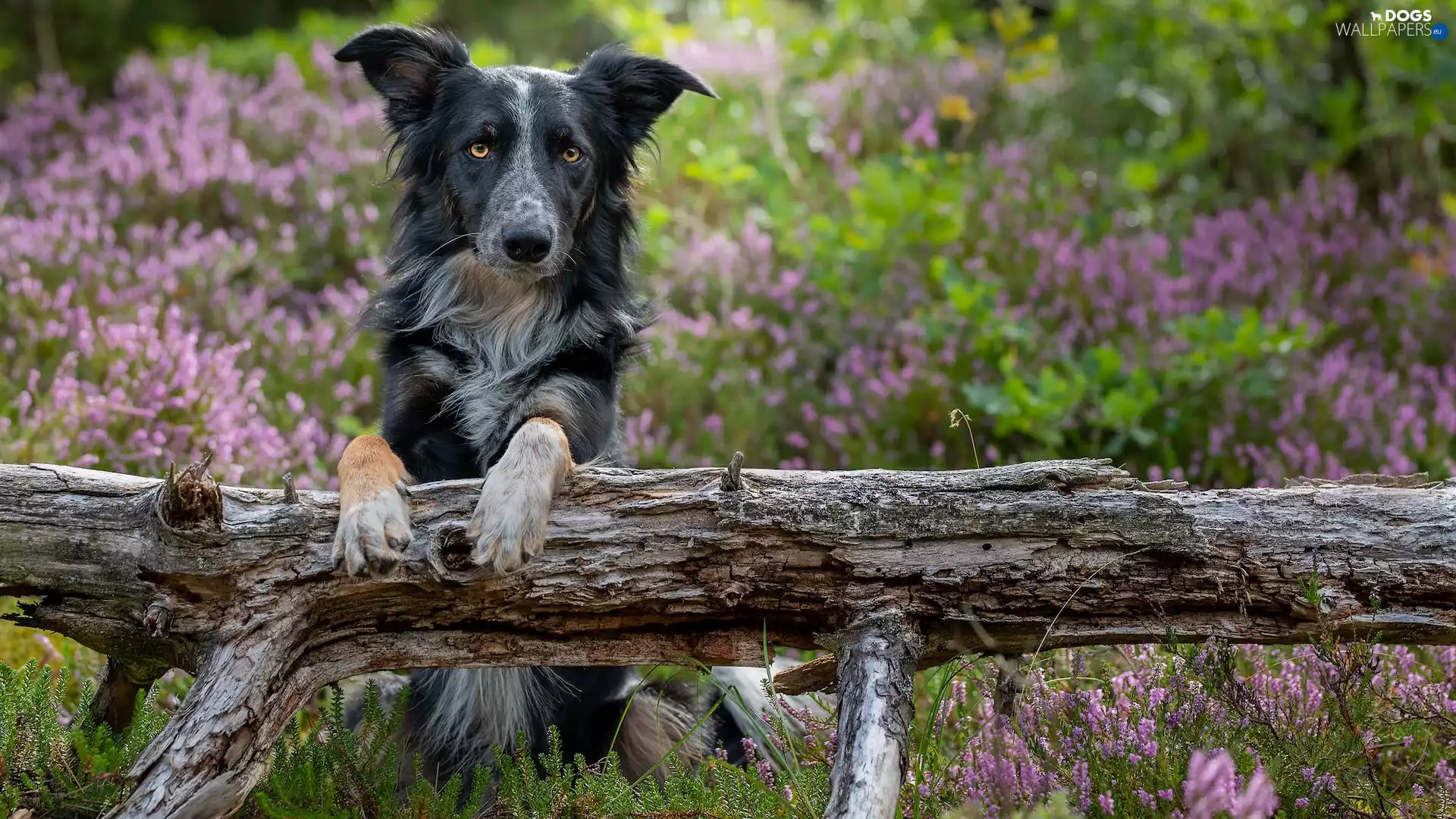 dog, Lod on the beach, heathers, Border Collie