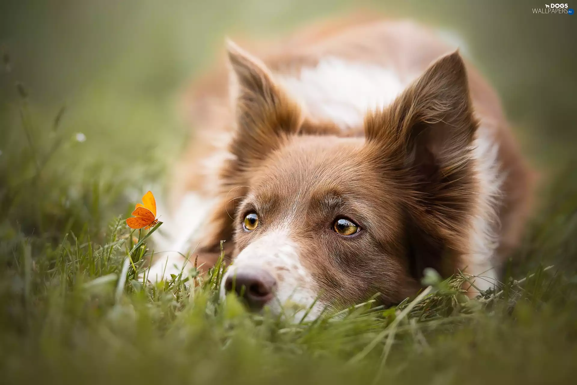 Border Collie, Orange, butterfly, grass