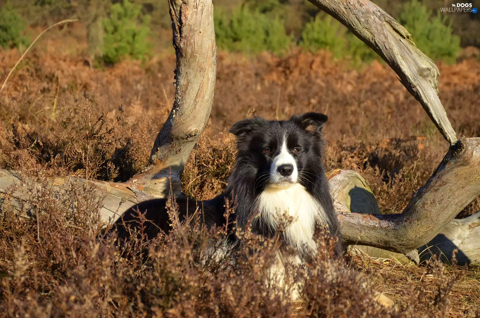 Border Collie, Plants, branches, Meadow
