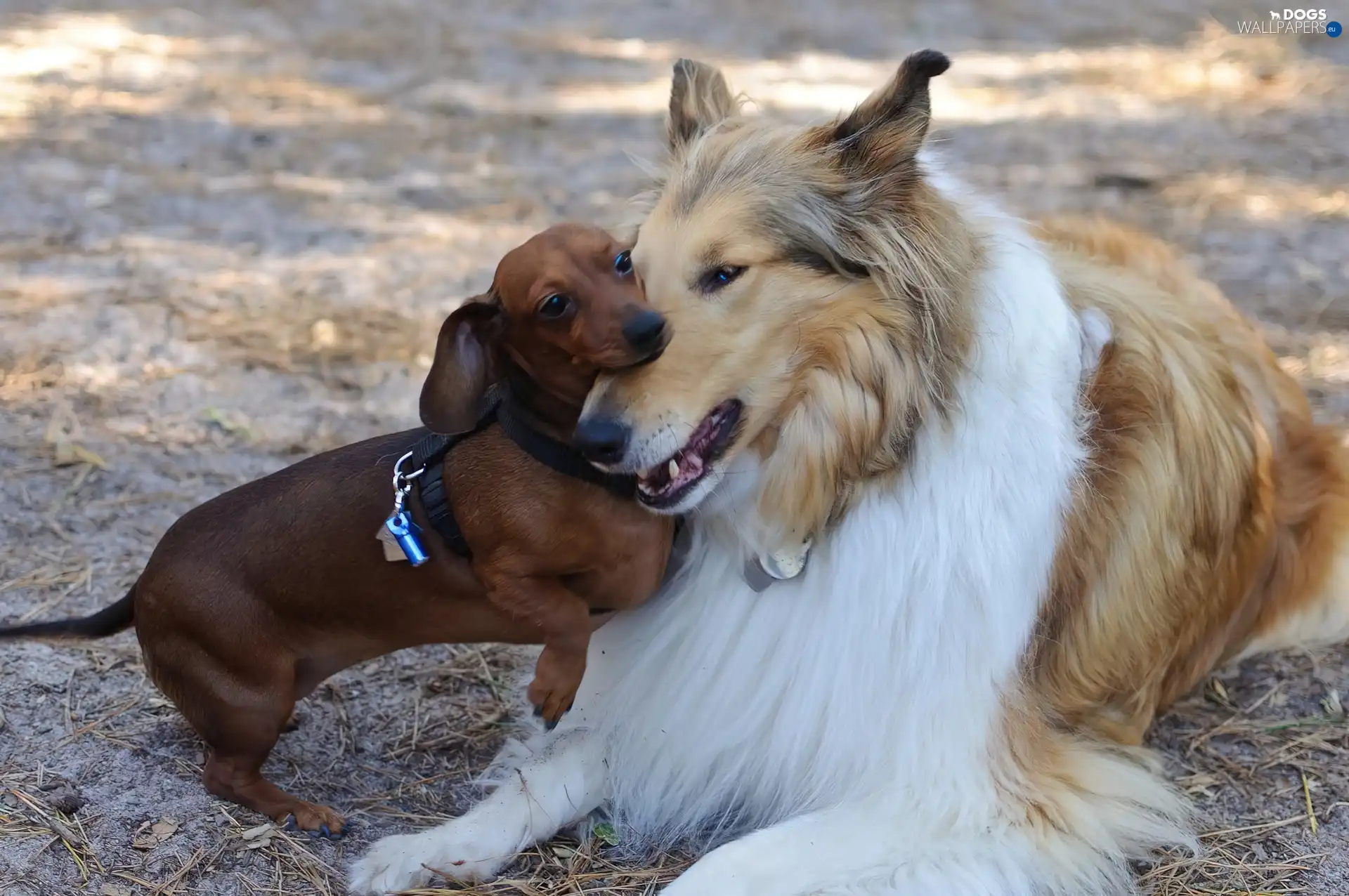 Collie rough, play, dachshund