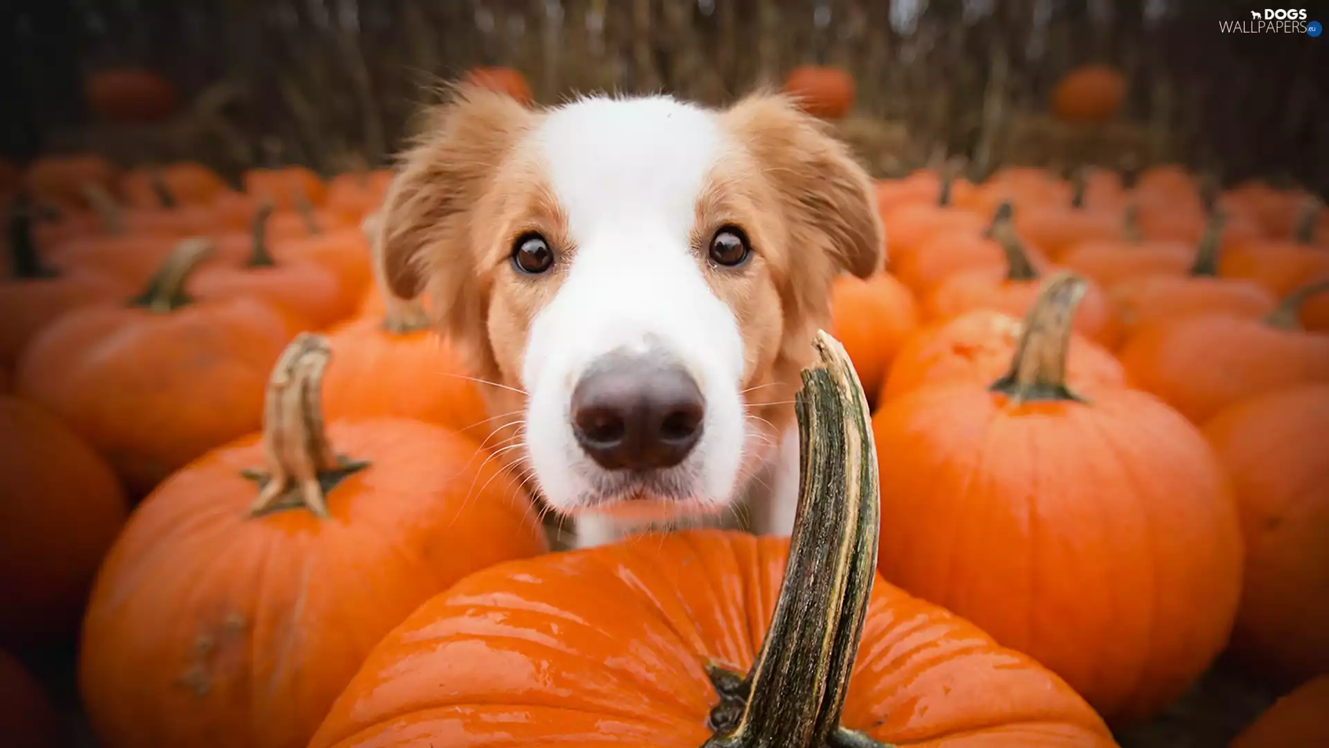 pumpkin, dog, Border Collie