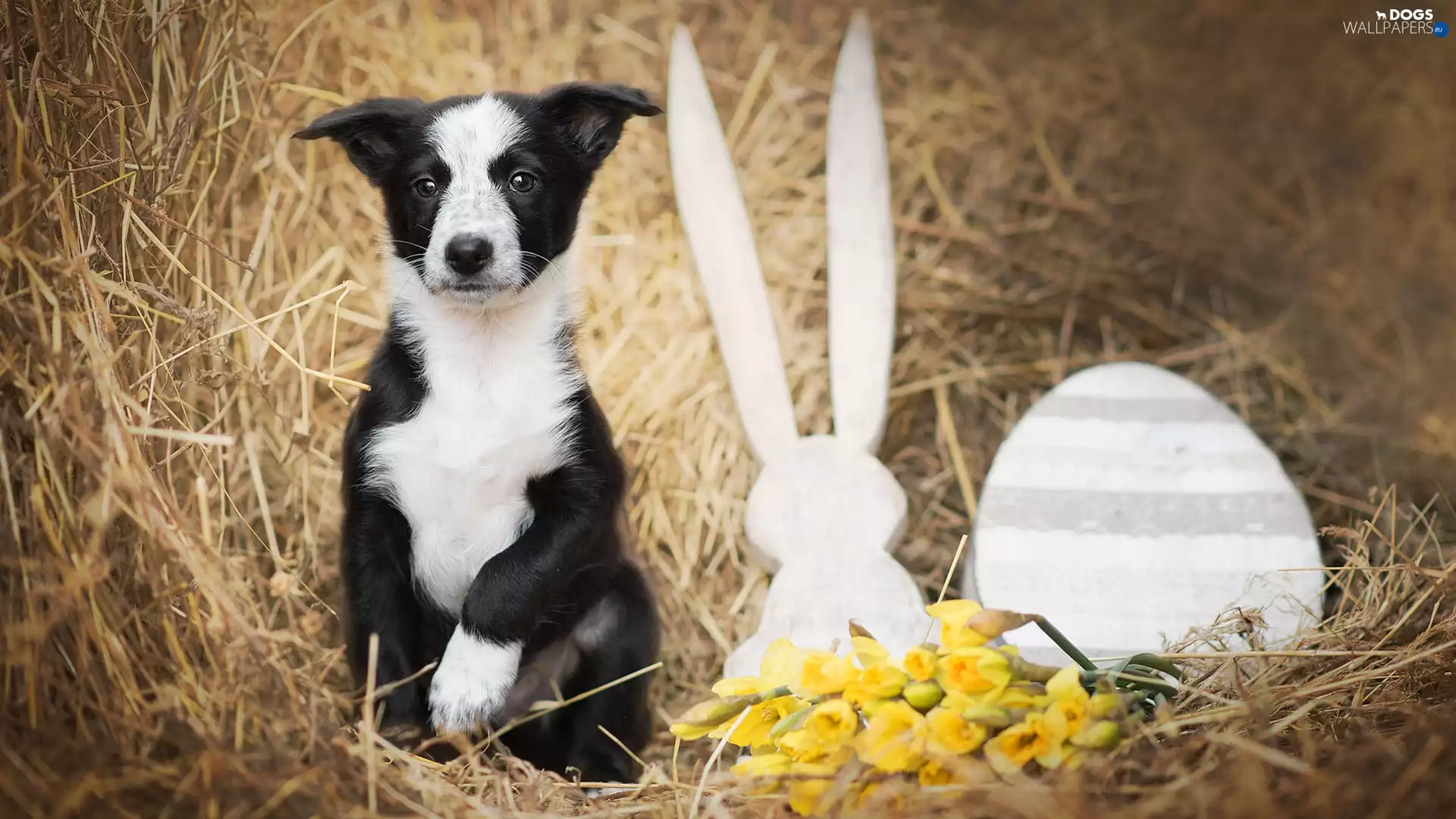 Hay, Flowers, Border Collie, decoration, Puppy