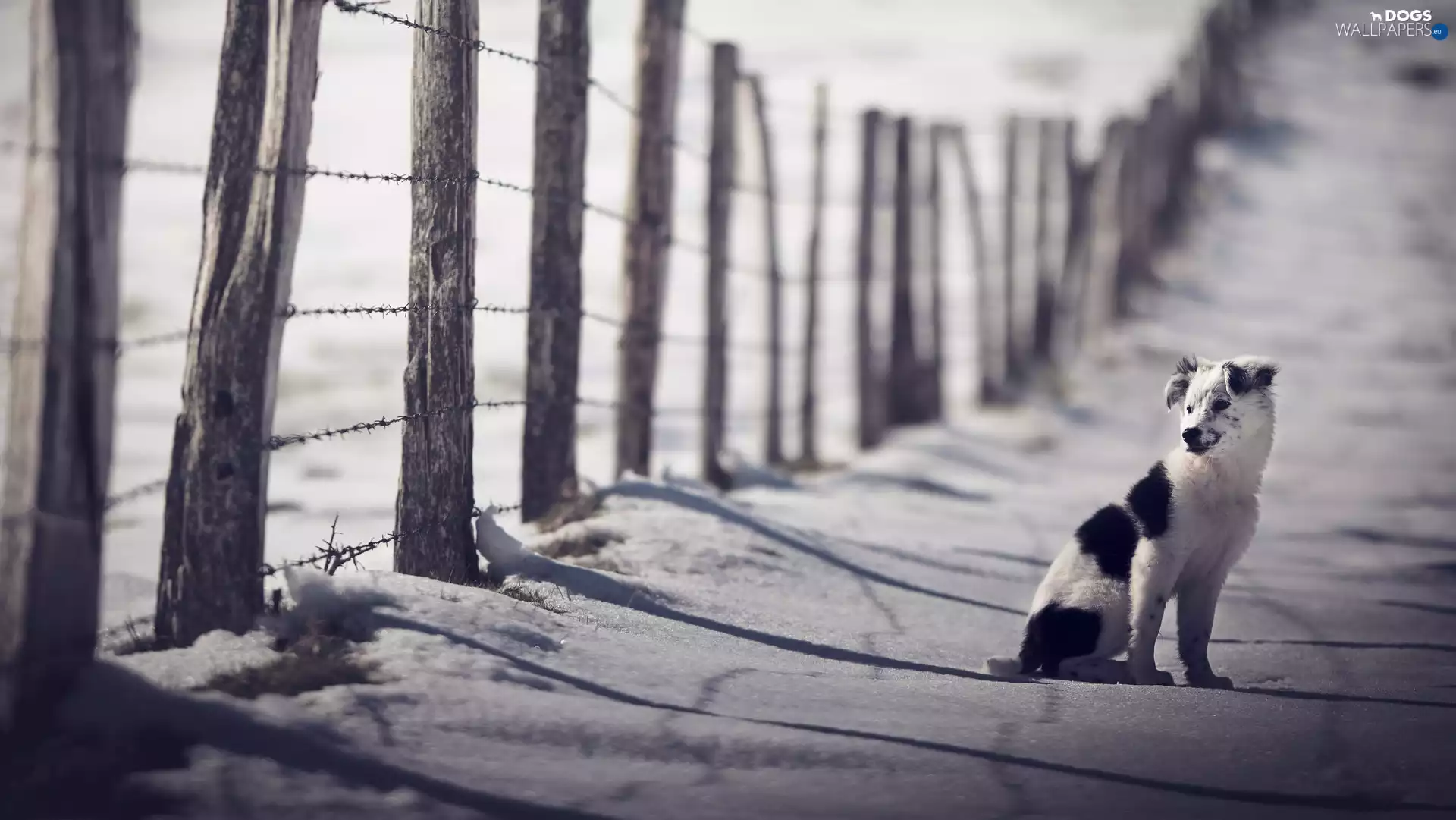 snow, Fance, Border Collie, winter, Puppy