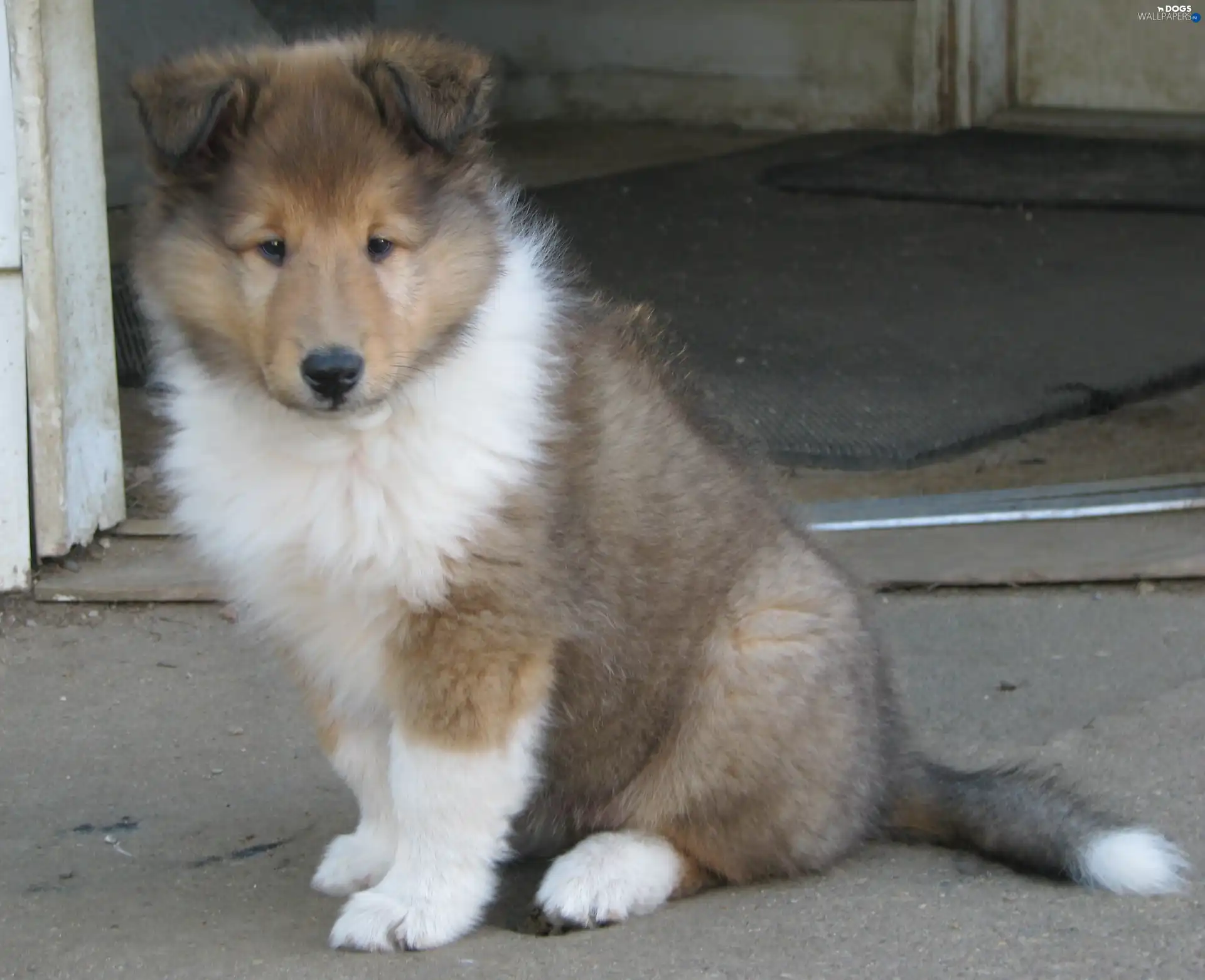 Puppy, Collie rough