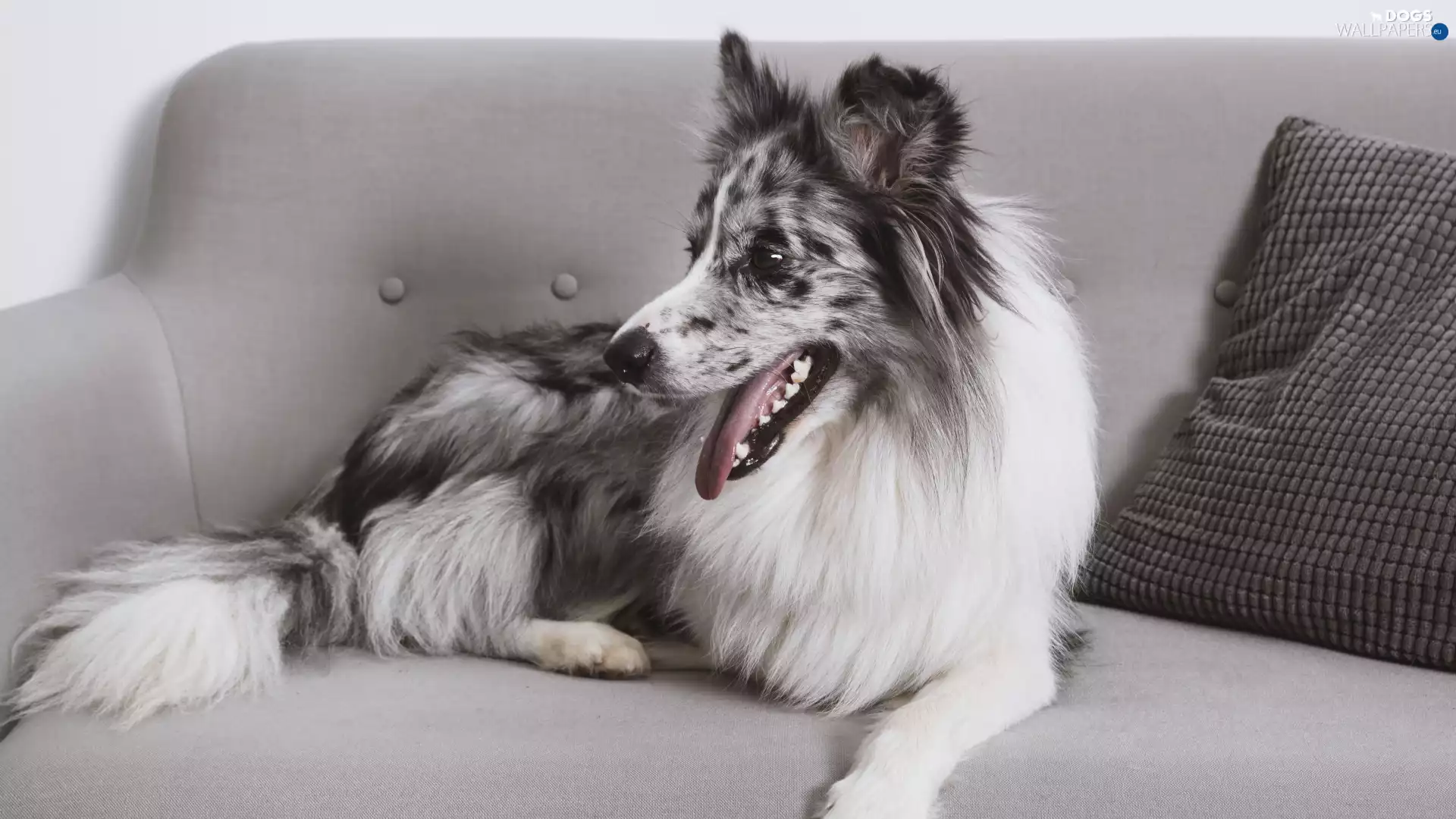 Sofa, dog, Border Collie