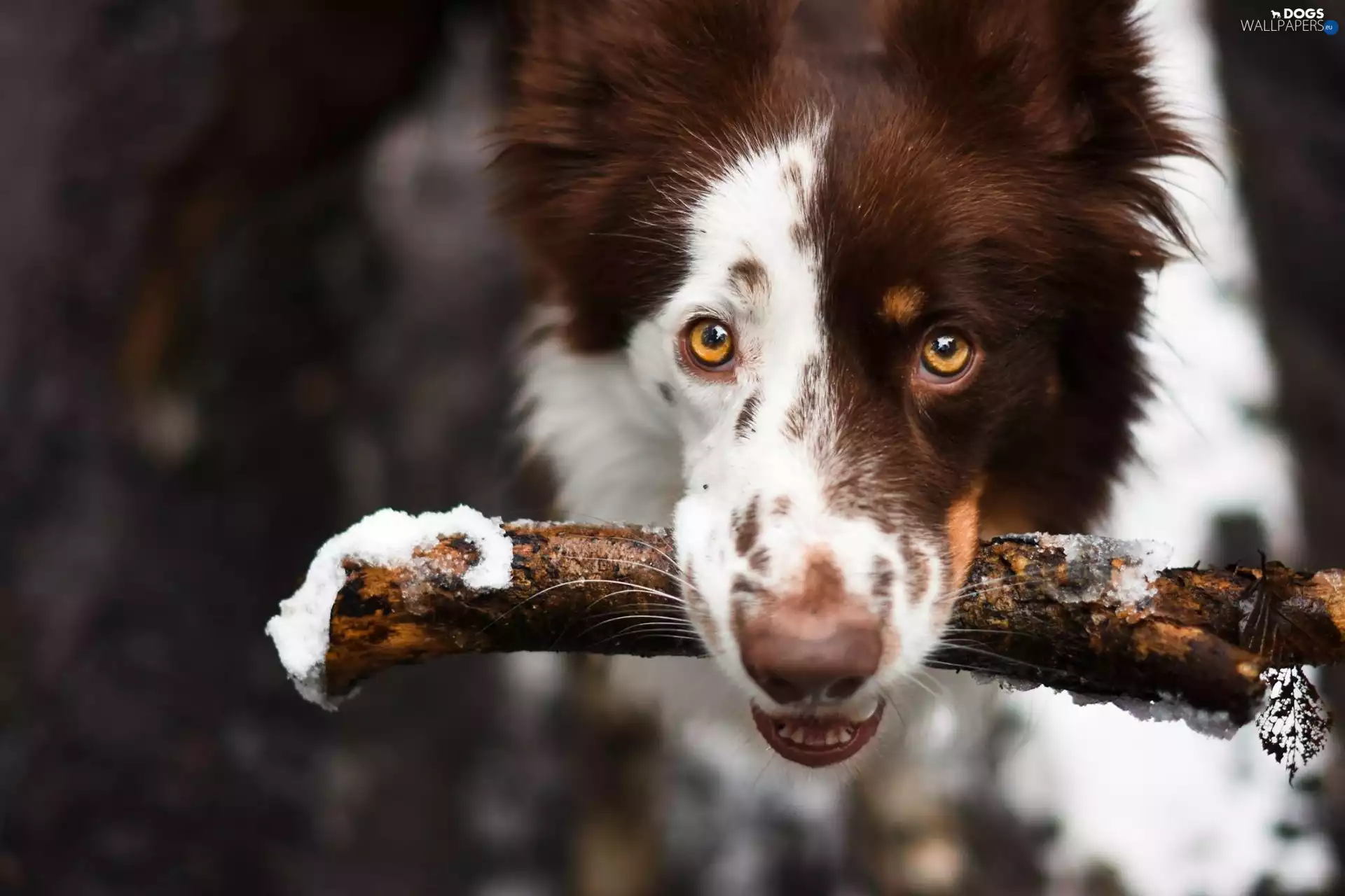 stick, dog, Border Collie