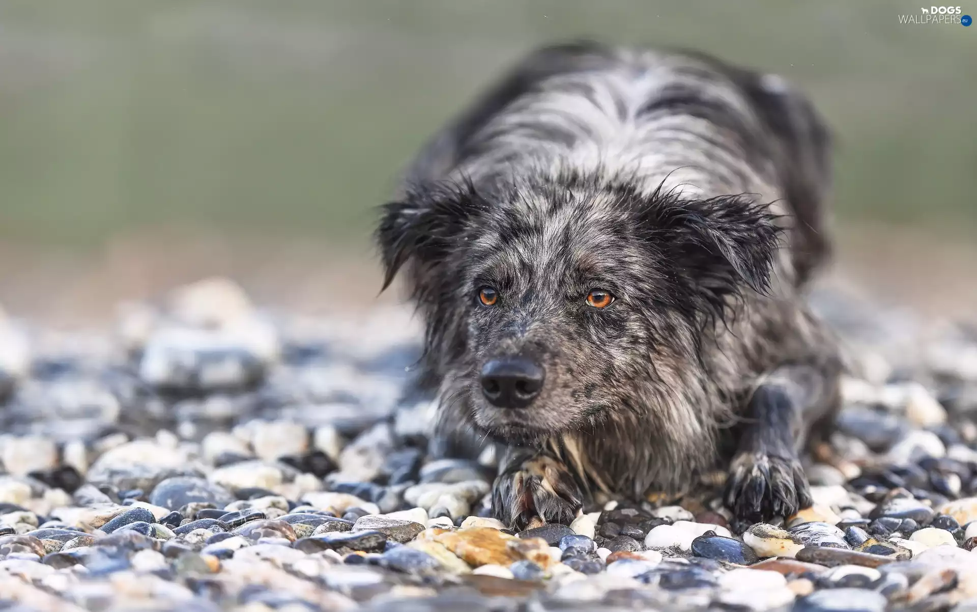 Stones, dog, Border Collie
