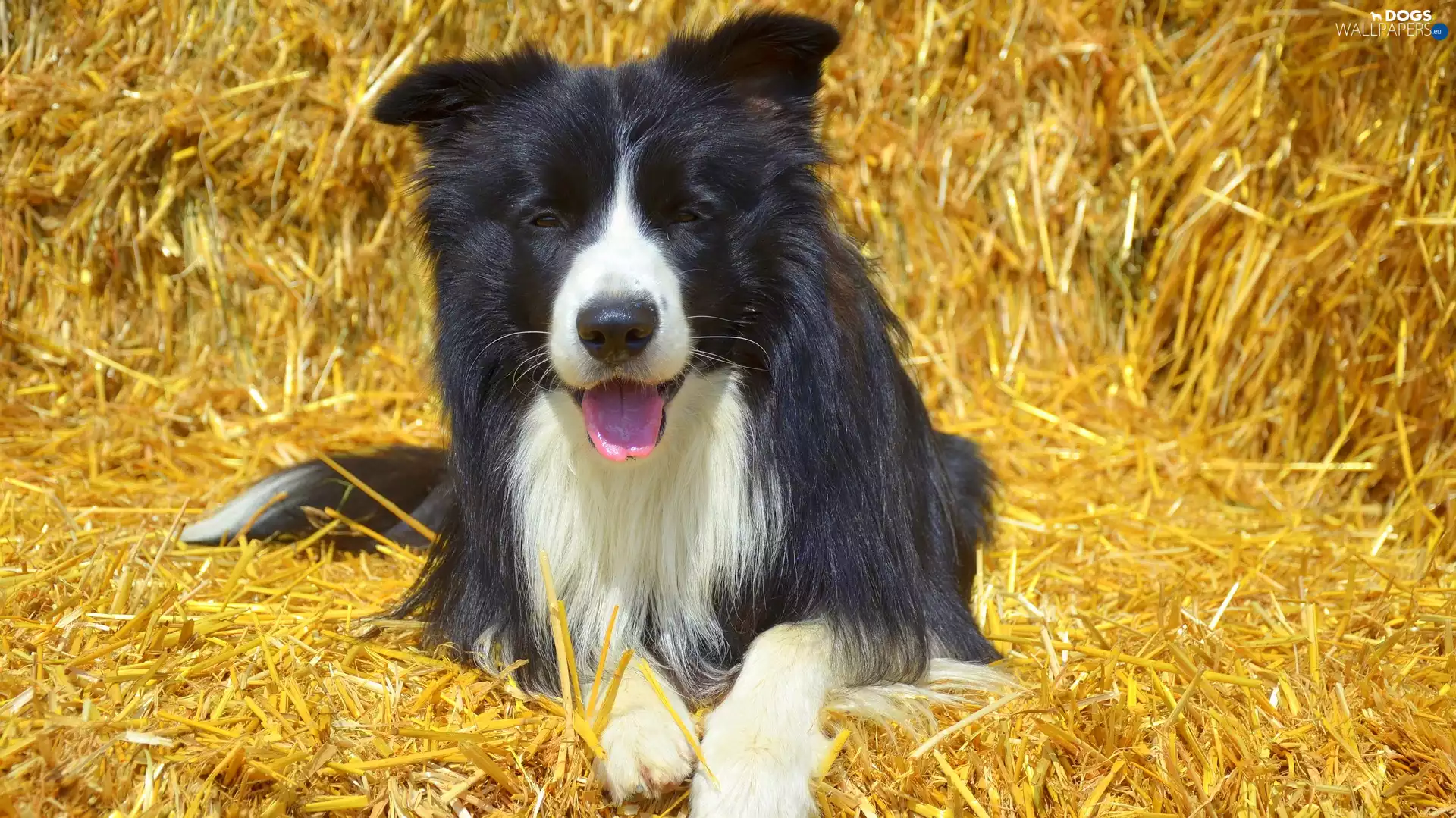 straw, lying, Border Collie