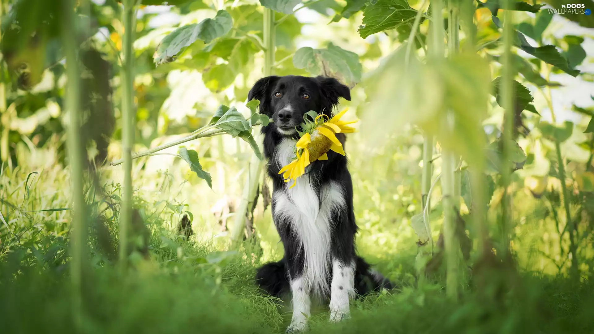Sunflower, dog, Border Collie