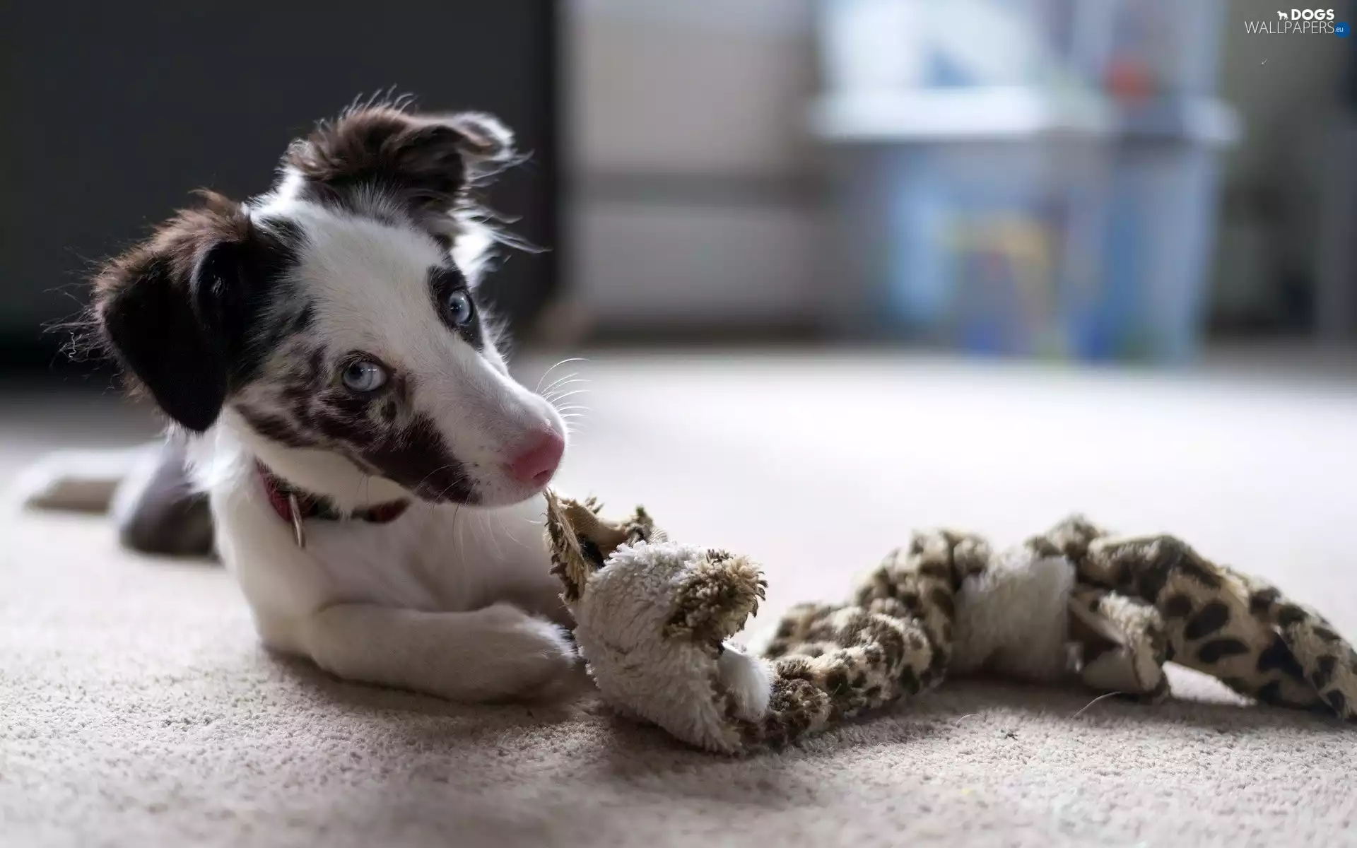 toy, Puppy, Border Collie