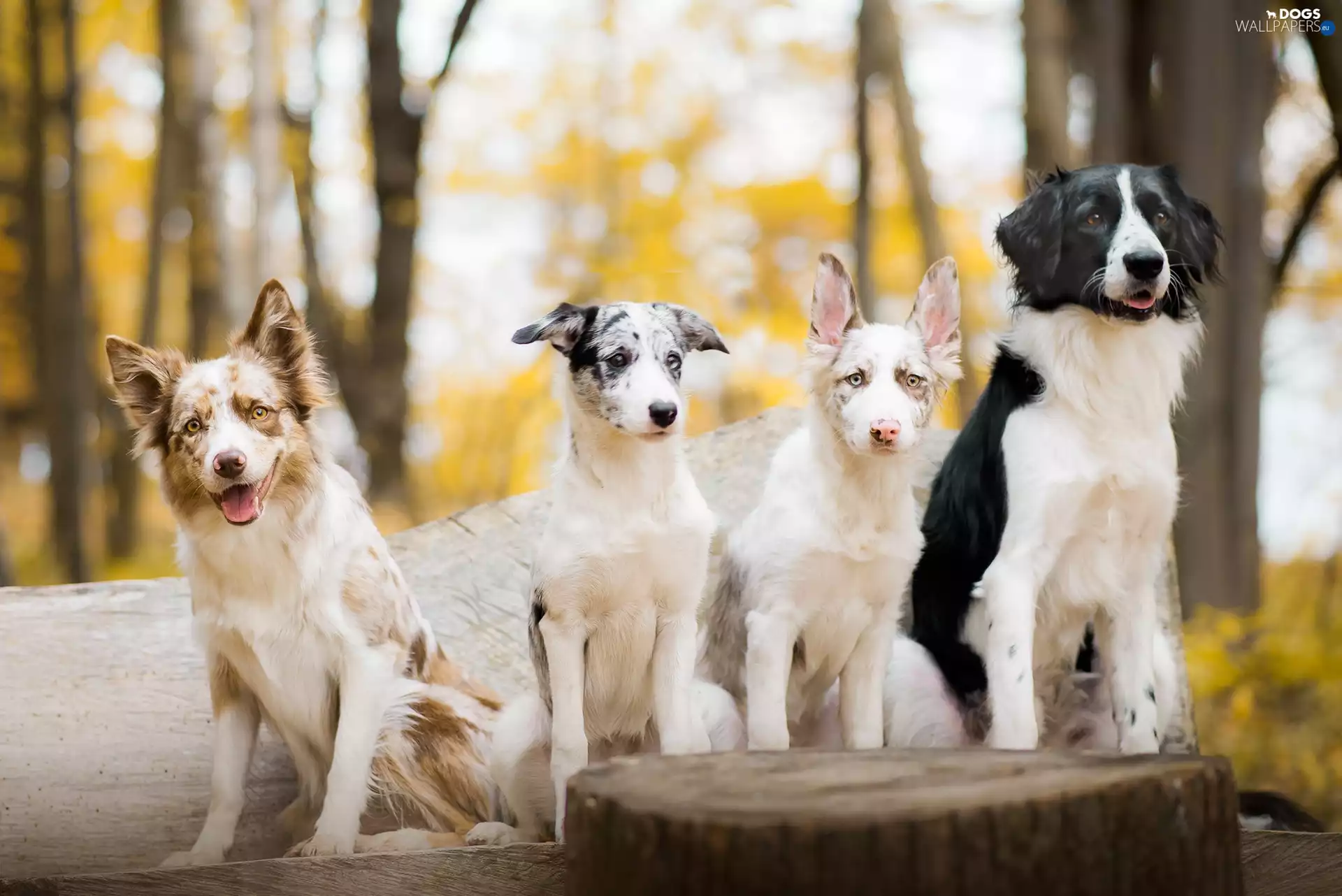 Border Collie, trees, viewes, trunk