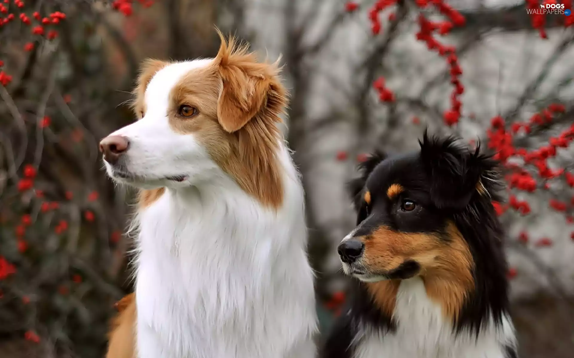 Two cars, Border Collie