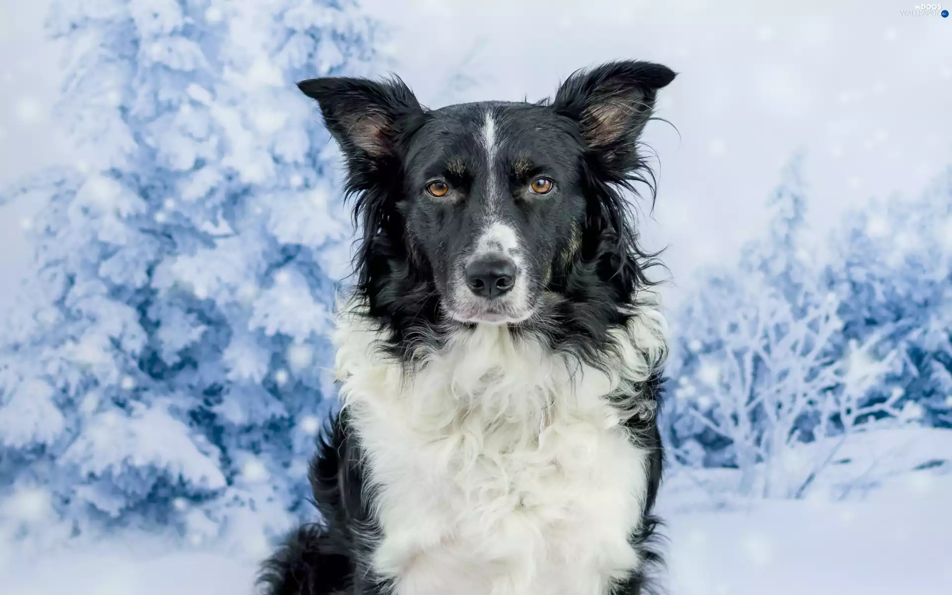 Border Collie, viewes, winter, trees