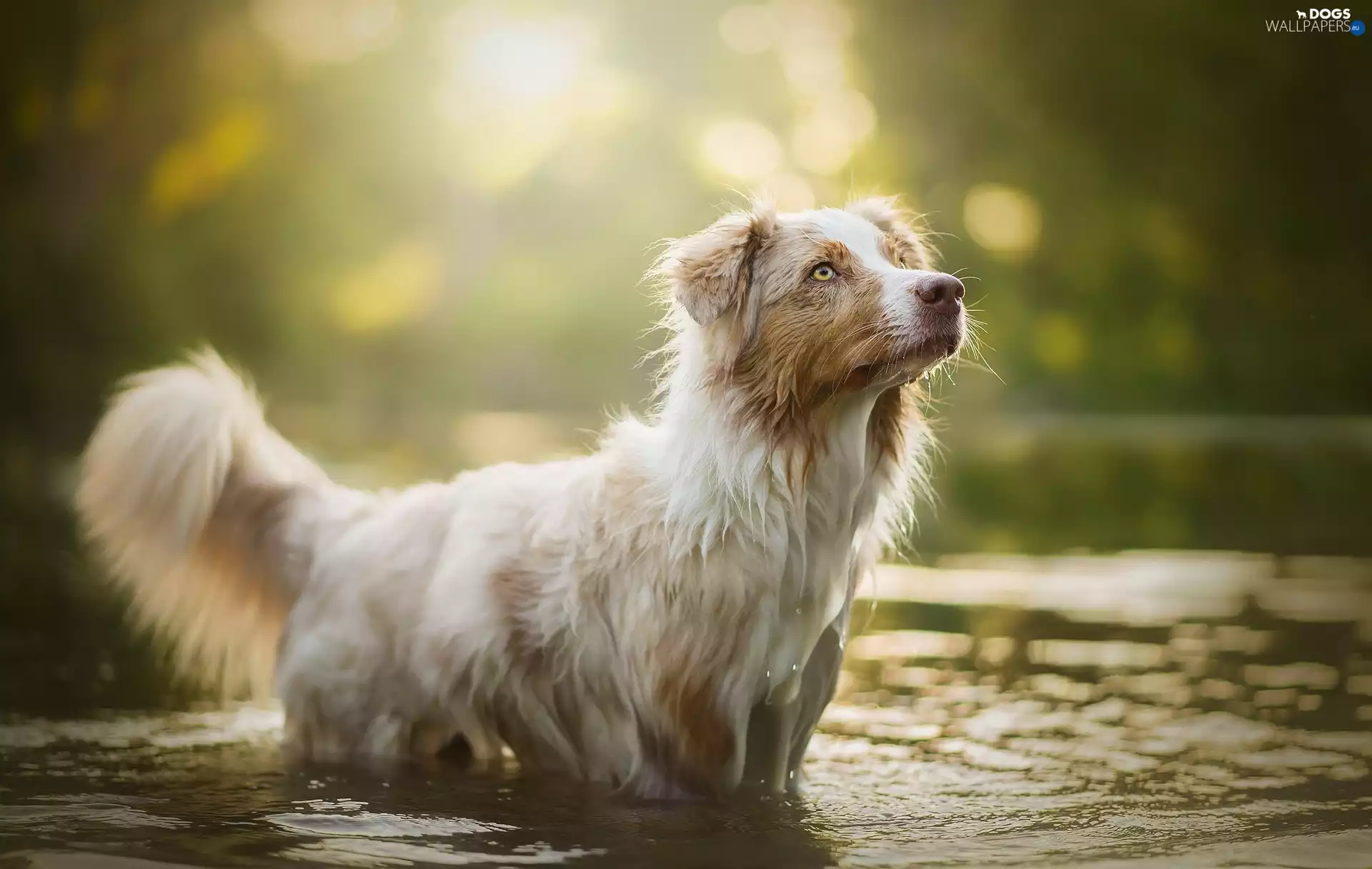 water, dog, Border Collie