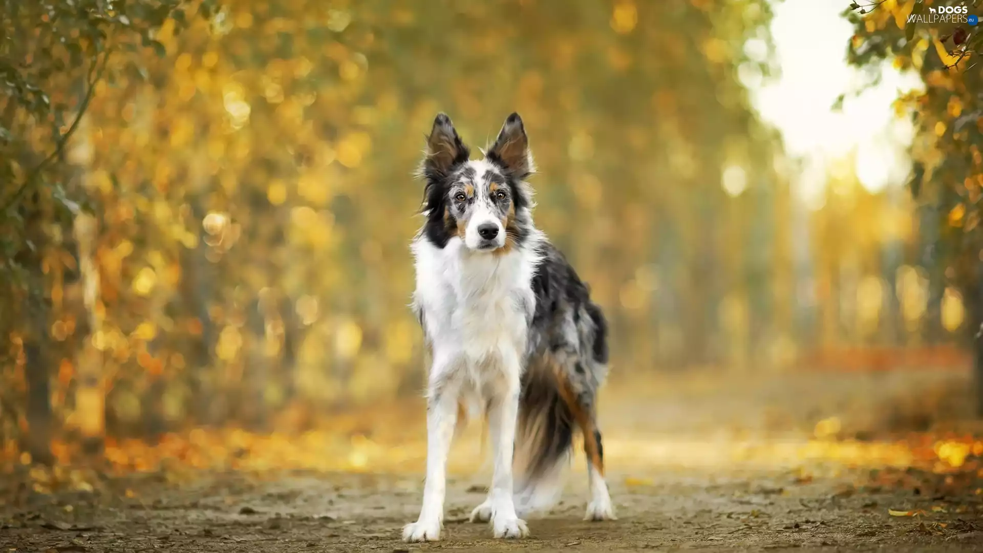 Way, dog, Border Collie