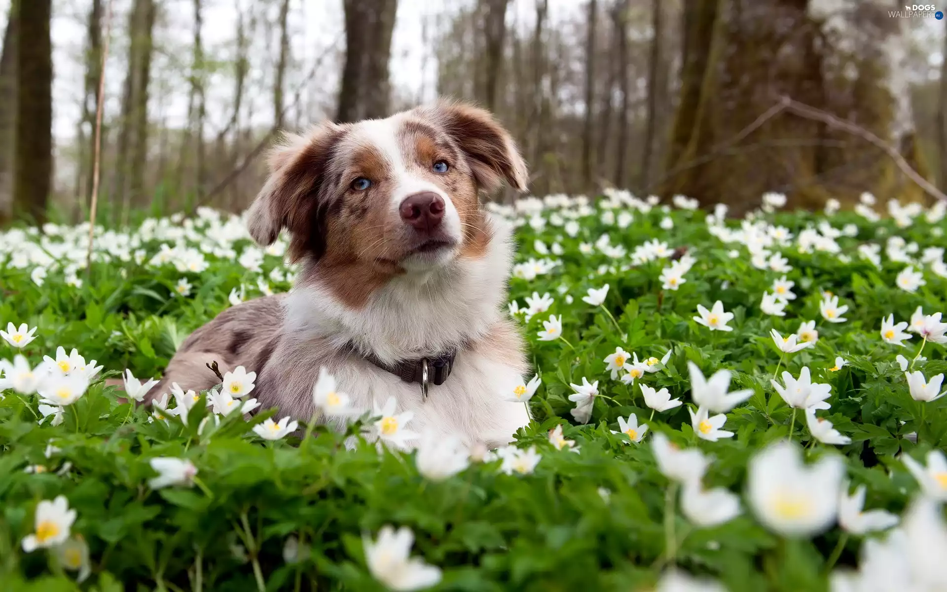 Border Collie, White, Flowers, Meadow