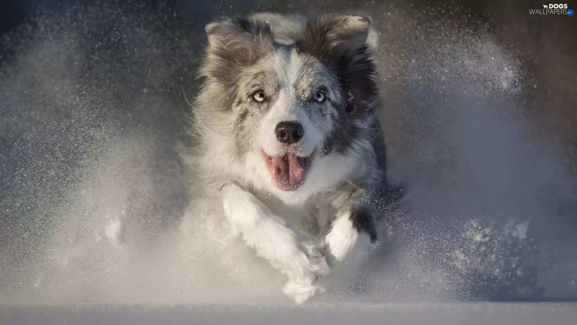 Border Collie, winter, snow, gear