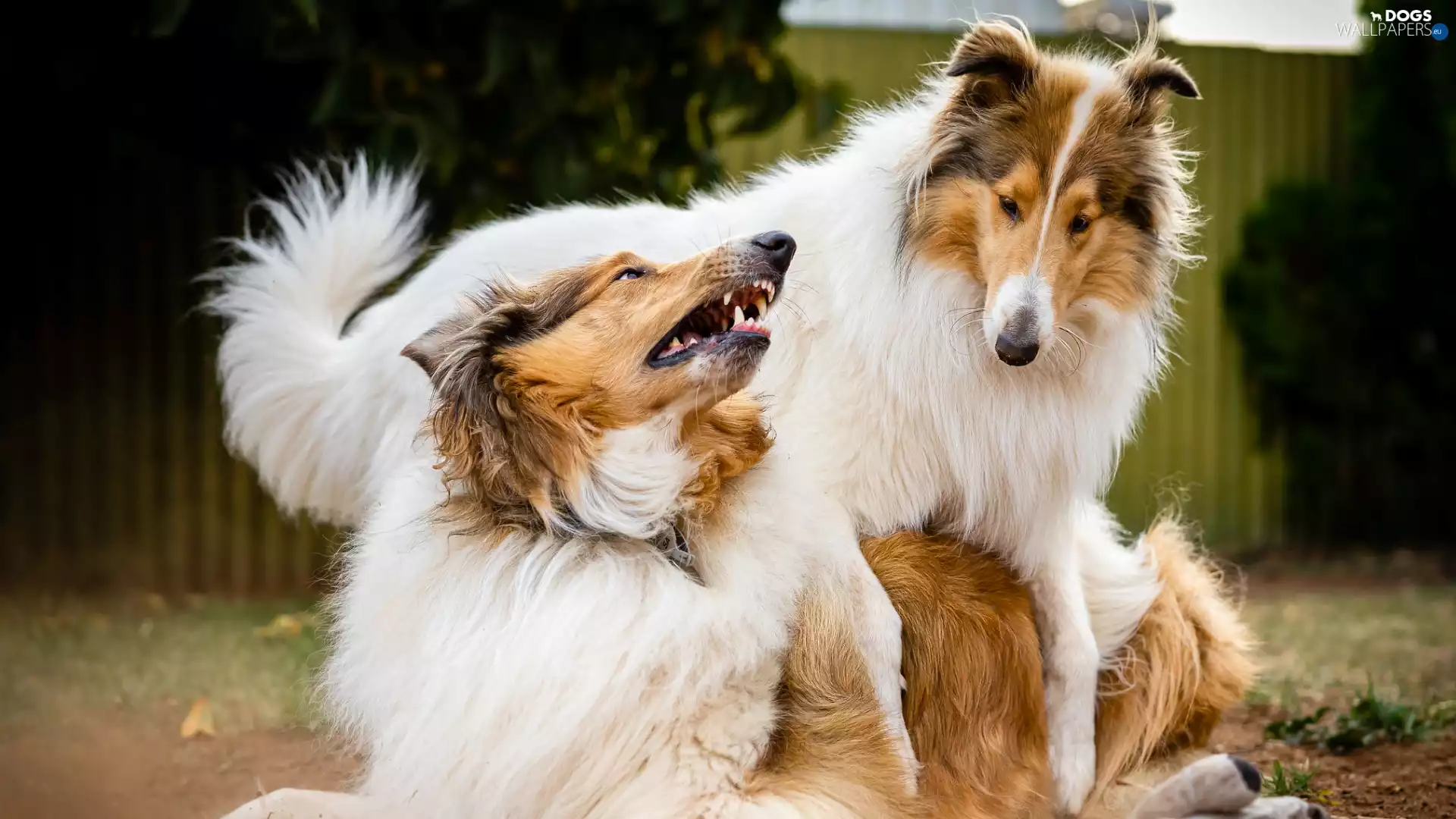 Collie, play, Dogs, Collies Longhair, Two cars