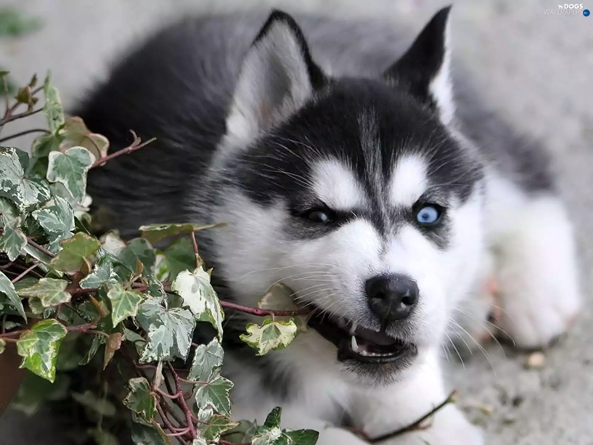 Eyes, Syberian Haski, color