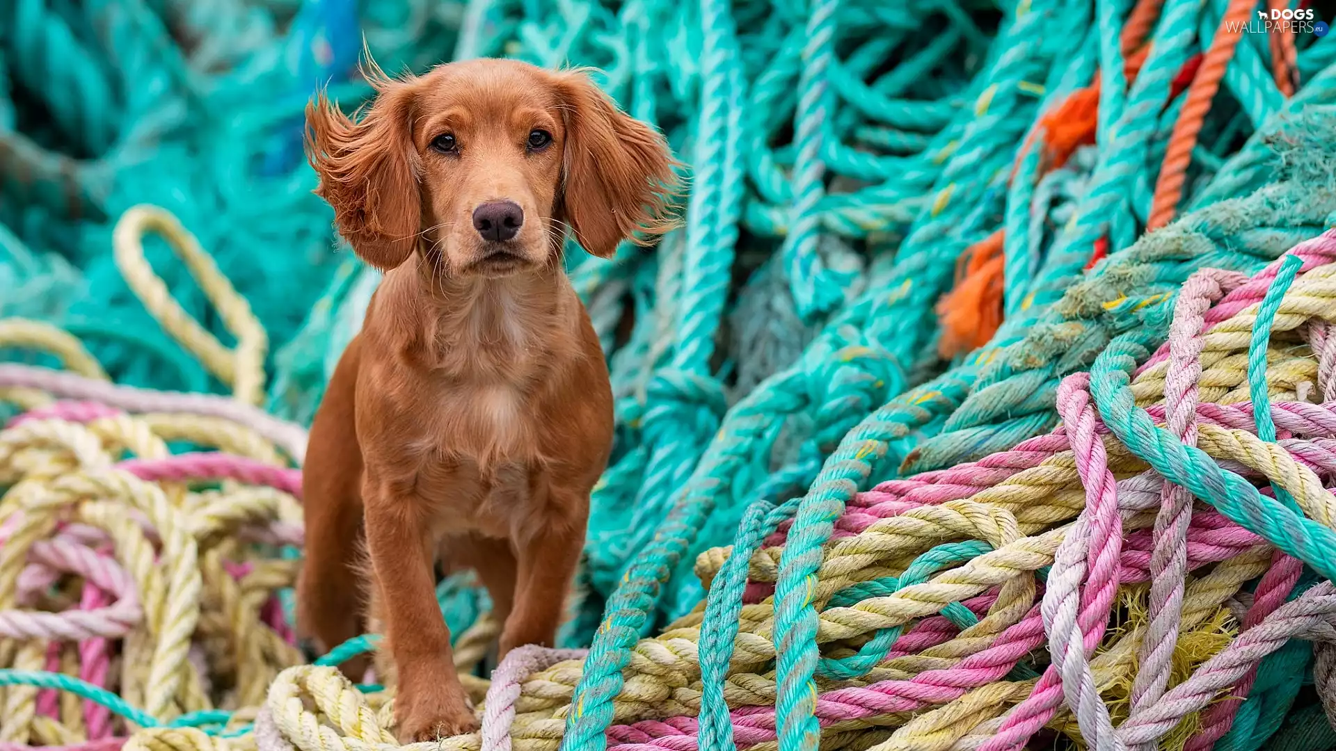 dog, color, ropes, Cocker Spaniel