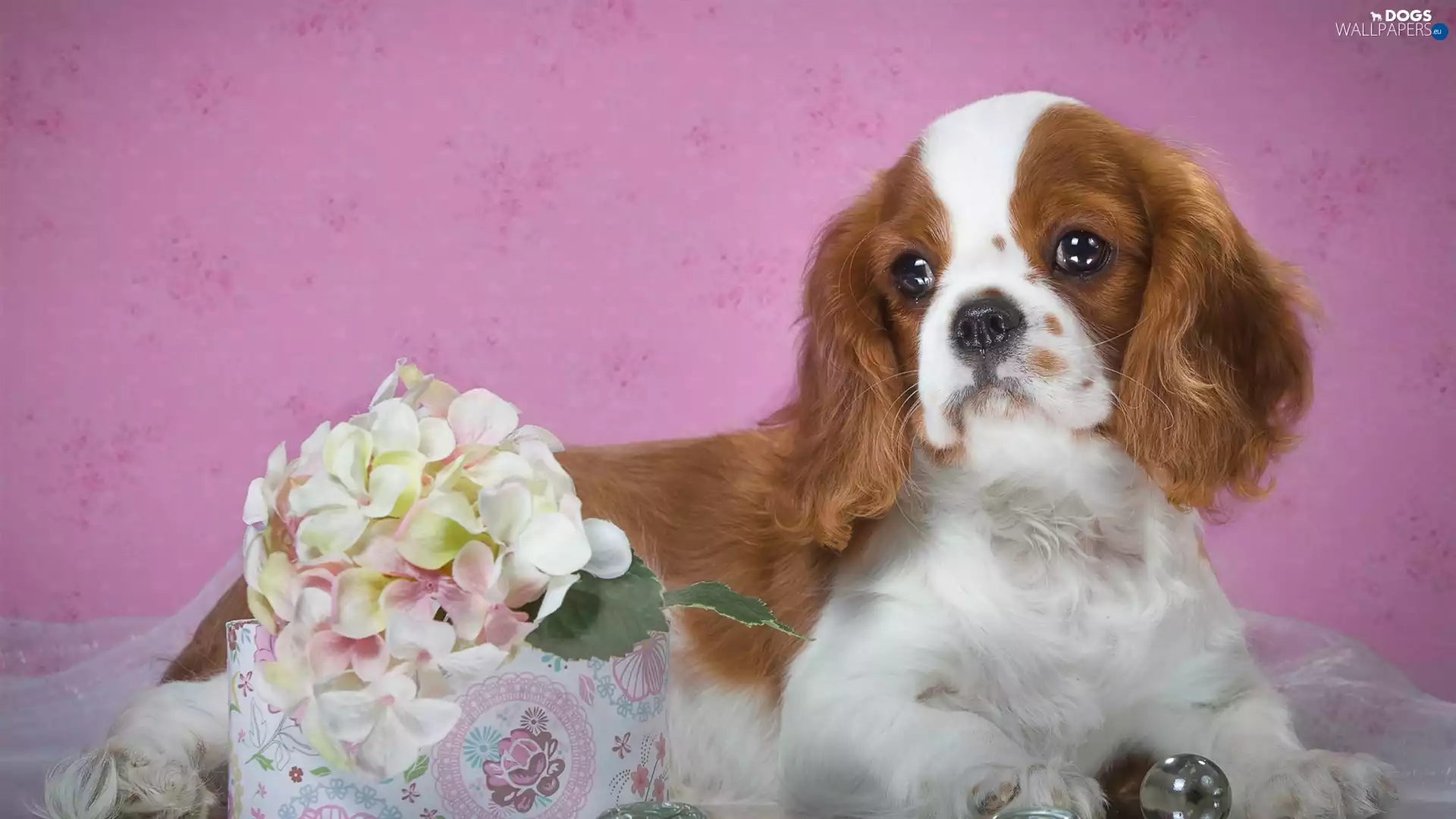 Colourfull Flowers, hydrangea, Puppy, Cavalier King Charles spaniel, dog