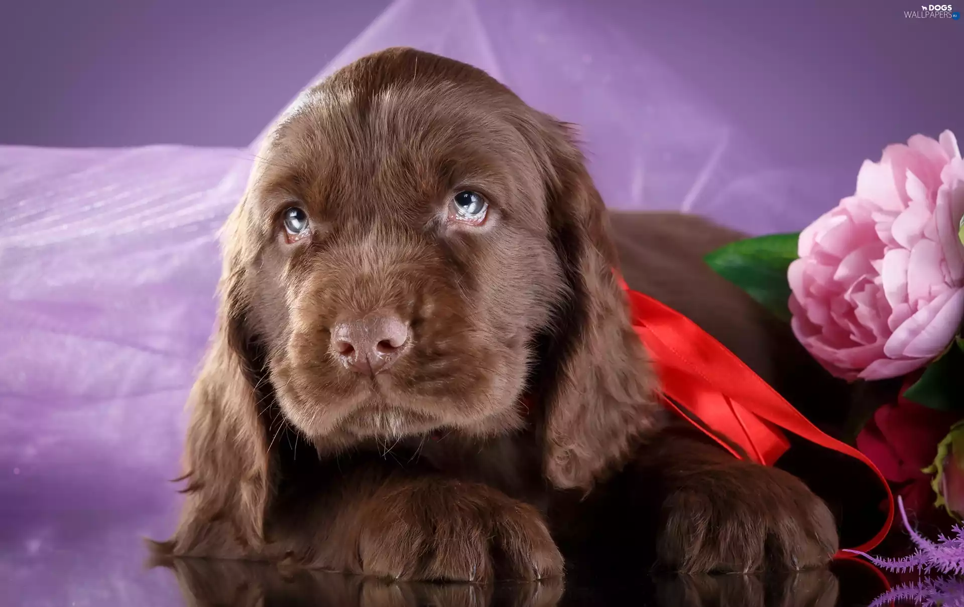 Puppy, Colourfull Flowers, peony, Spaniel