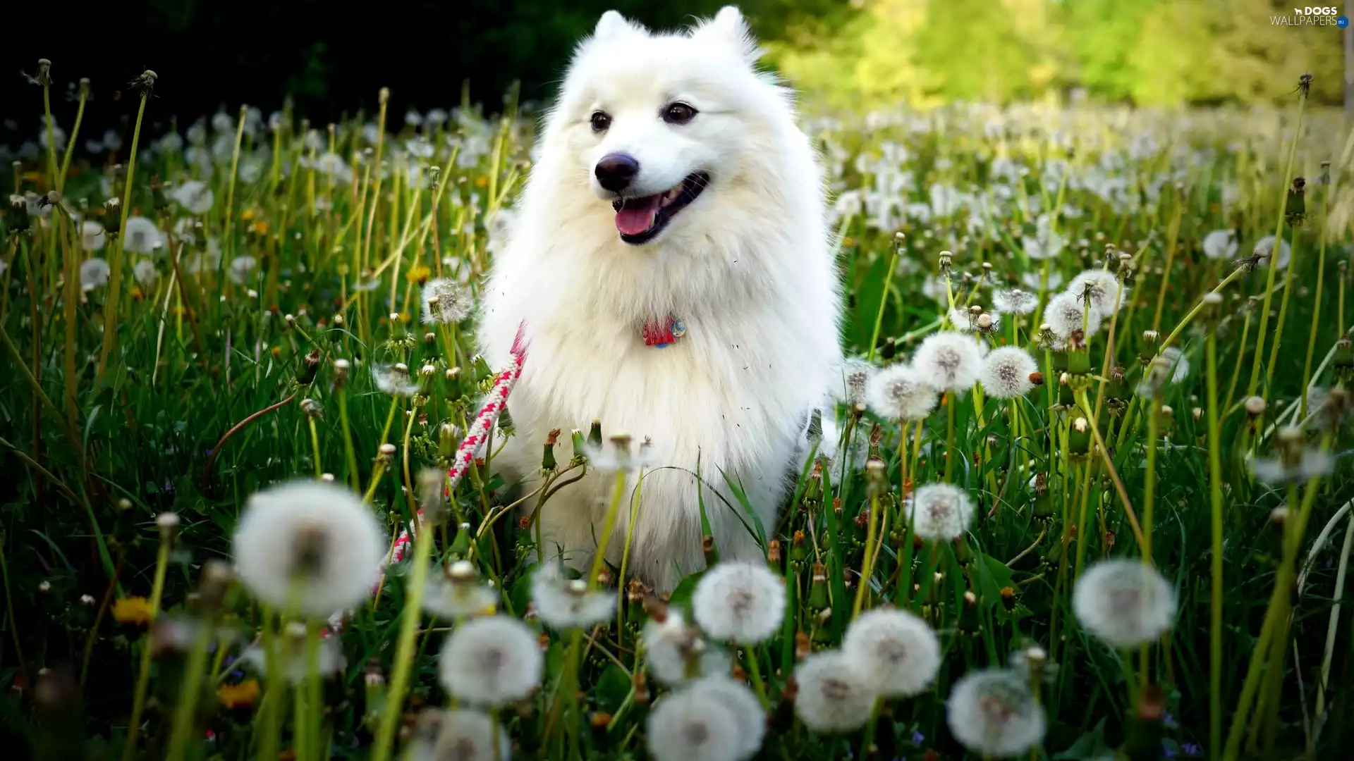 White, Common Dandelion, dandelions, point