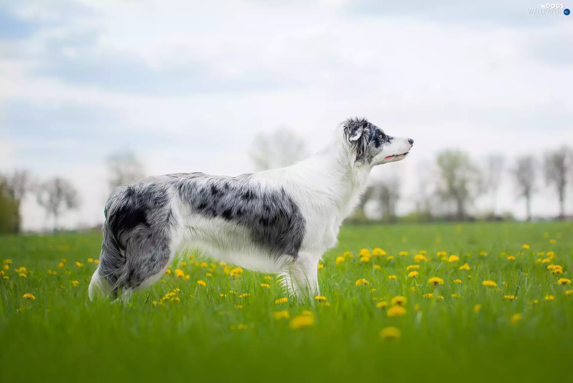 Australian Shepherd, grass, Common Dandelion, Meadow