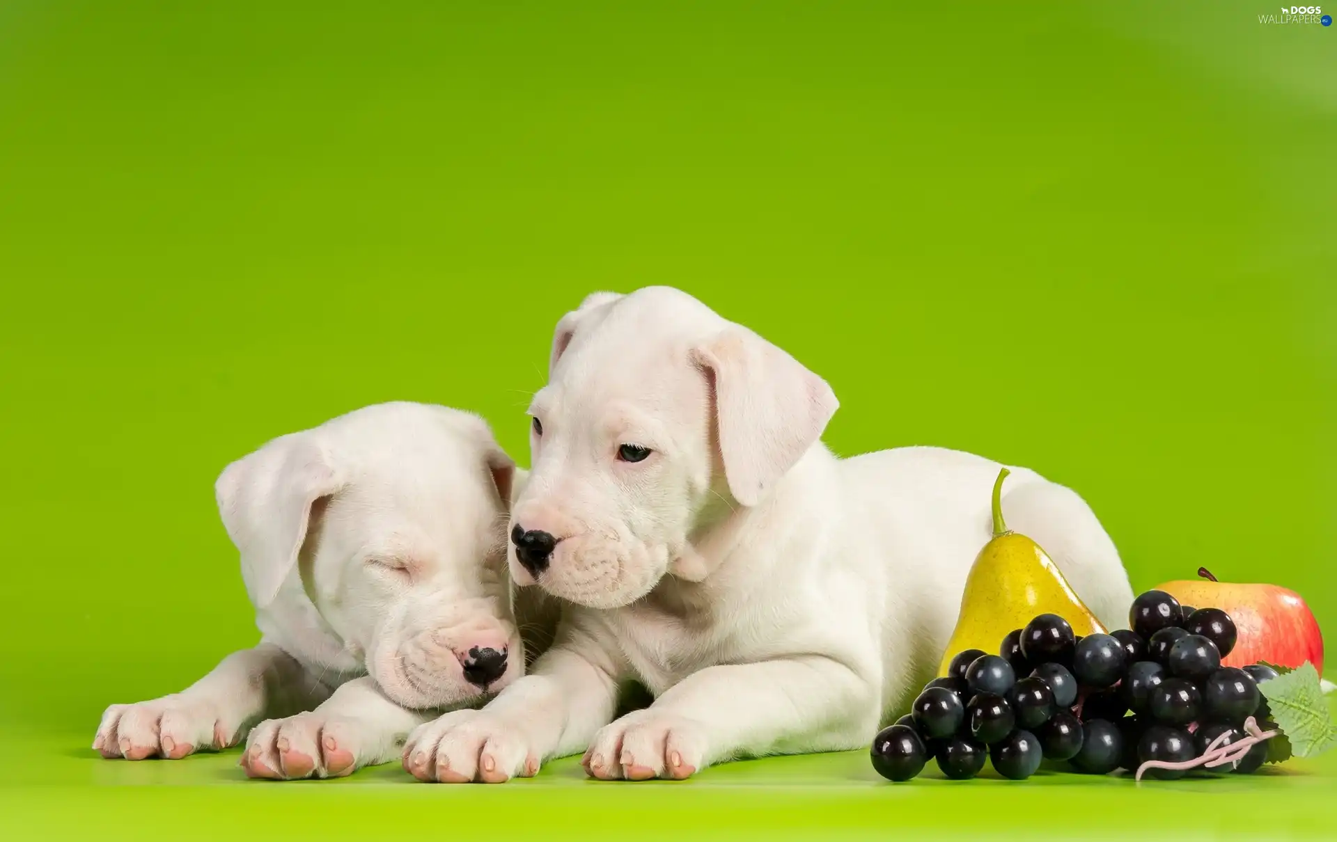 Truck concrete mixer, Fruits, Grapes, puppies, Apple, Bulteriery