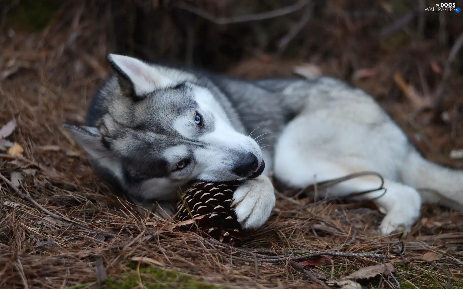 cone, resting, dog, Husky