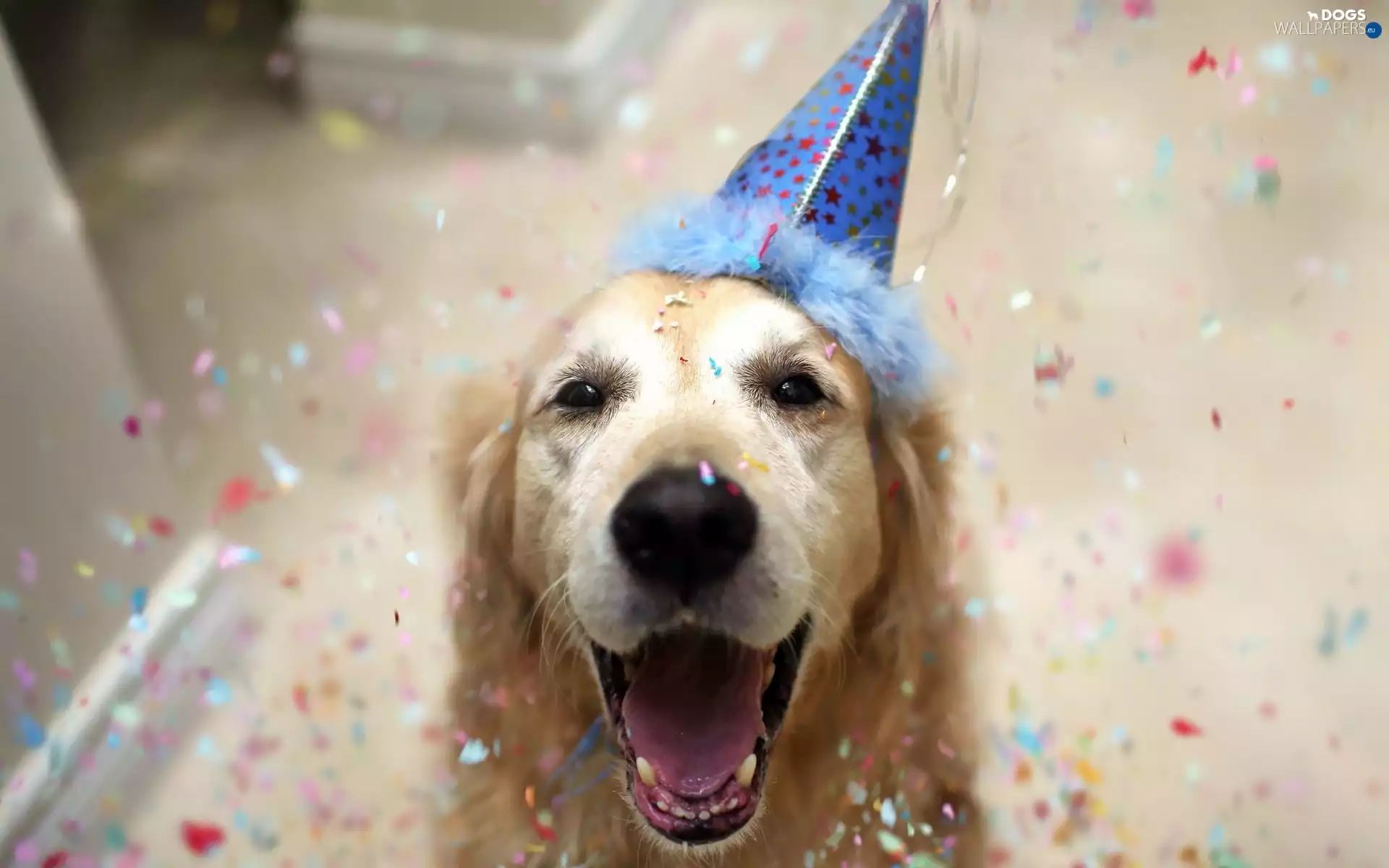Bonnet, confetti, retriever, Carnival, golden