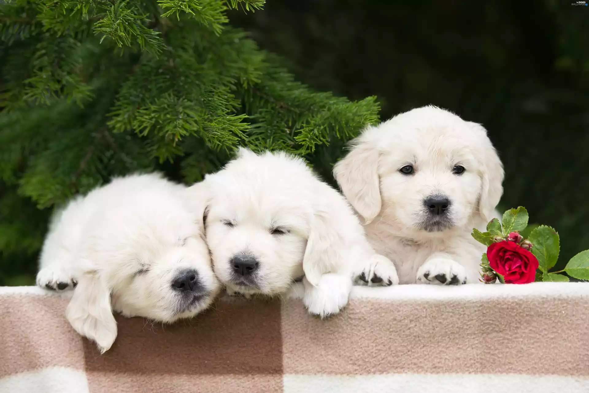 puppies, conifer, rose, Golden Retriever